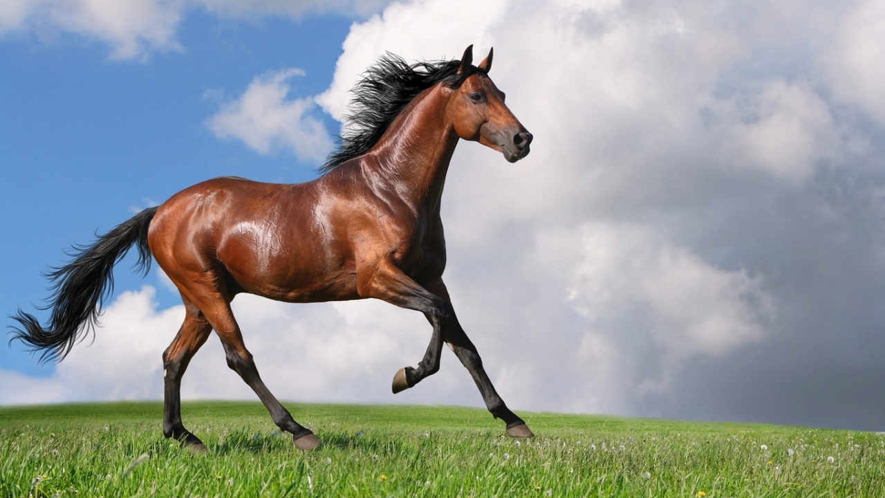 horses, animals, gray HD wallpaper
