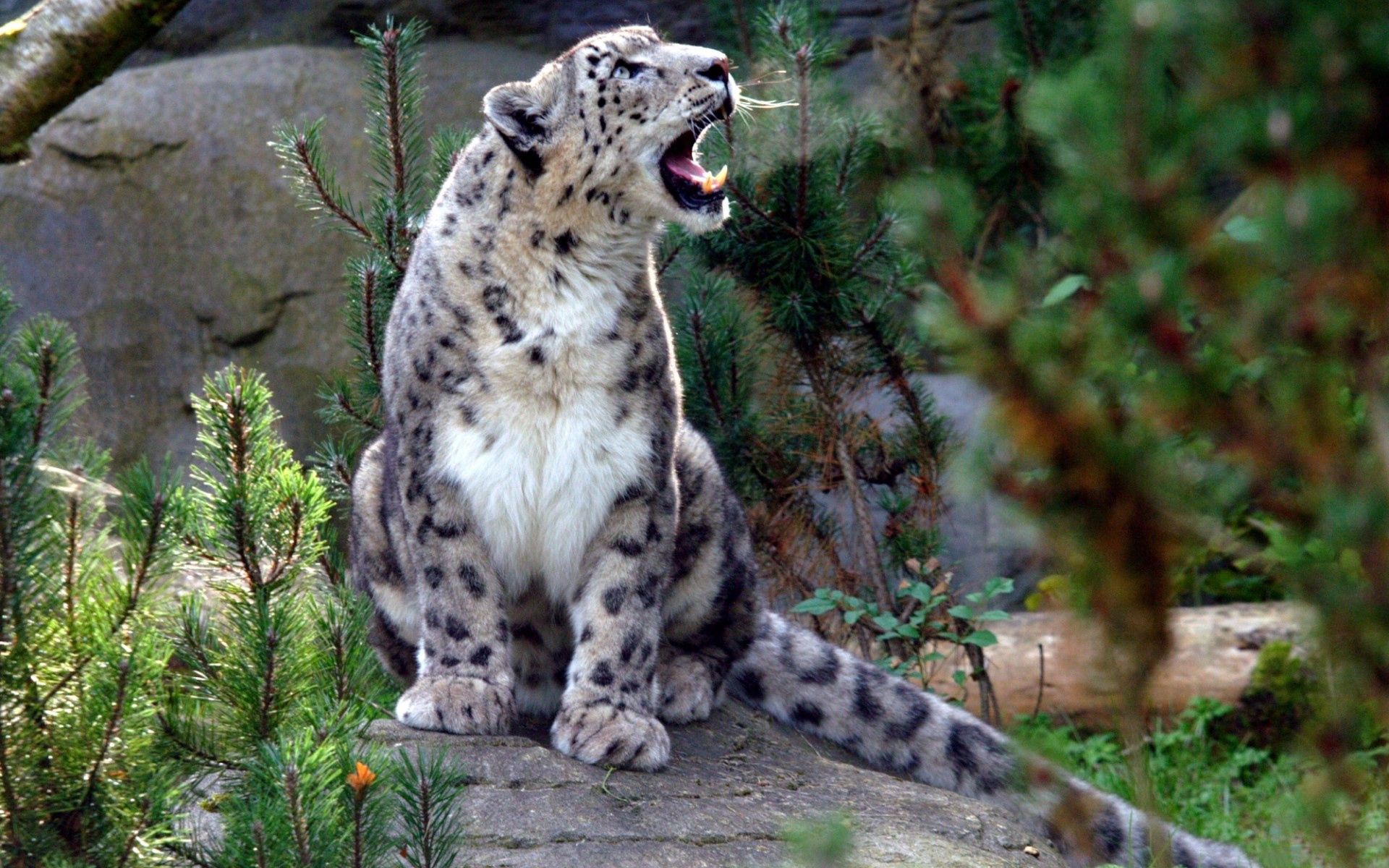 86585 Hintergrundbild herunterladen schneeleopard, tiere, aggression, raubtier, predator, schrei, weinen, irbis - Bildschirmschoner und Bilder kostenlos