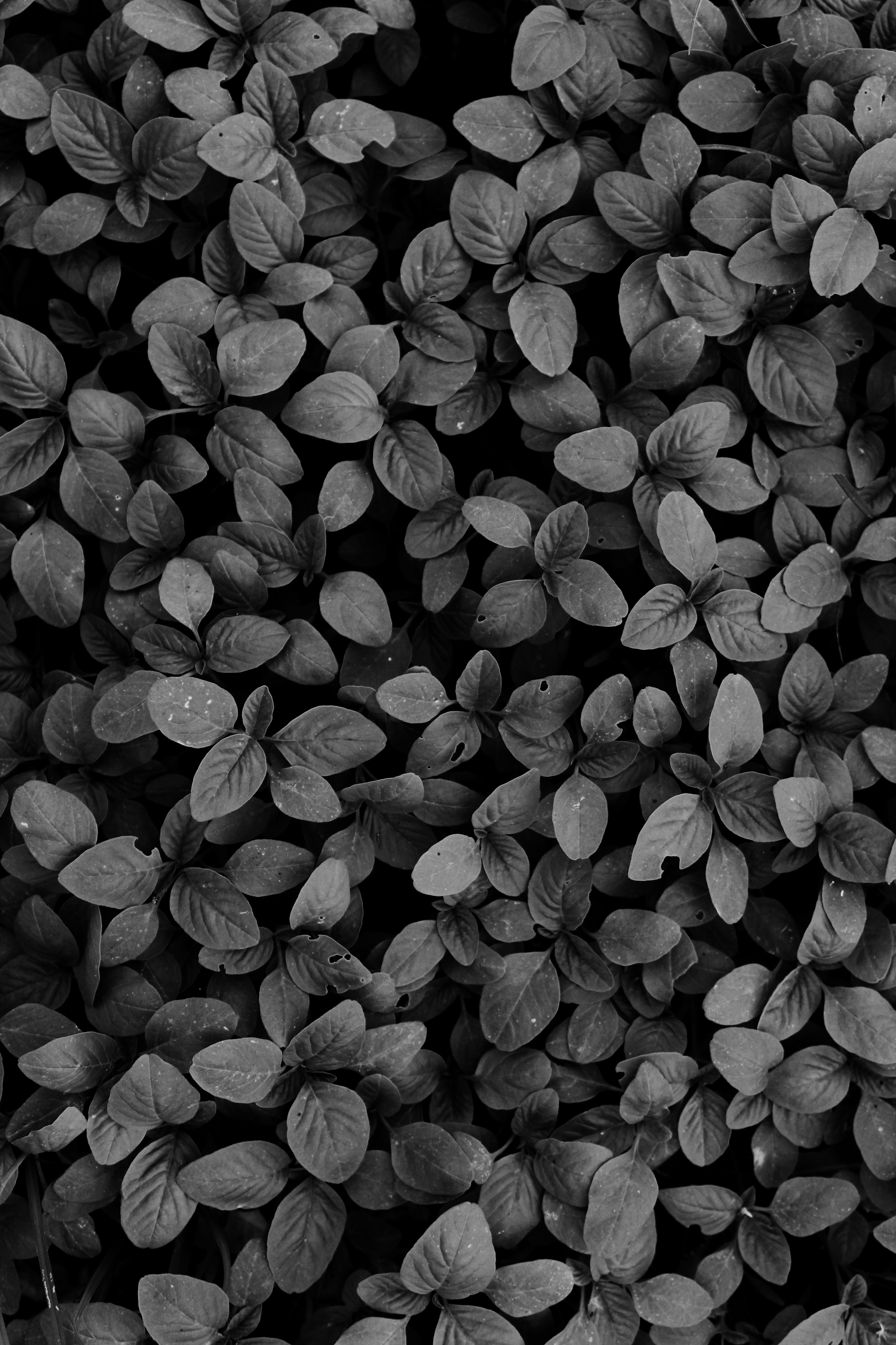 android dark, plants, leaves, bw, chb