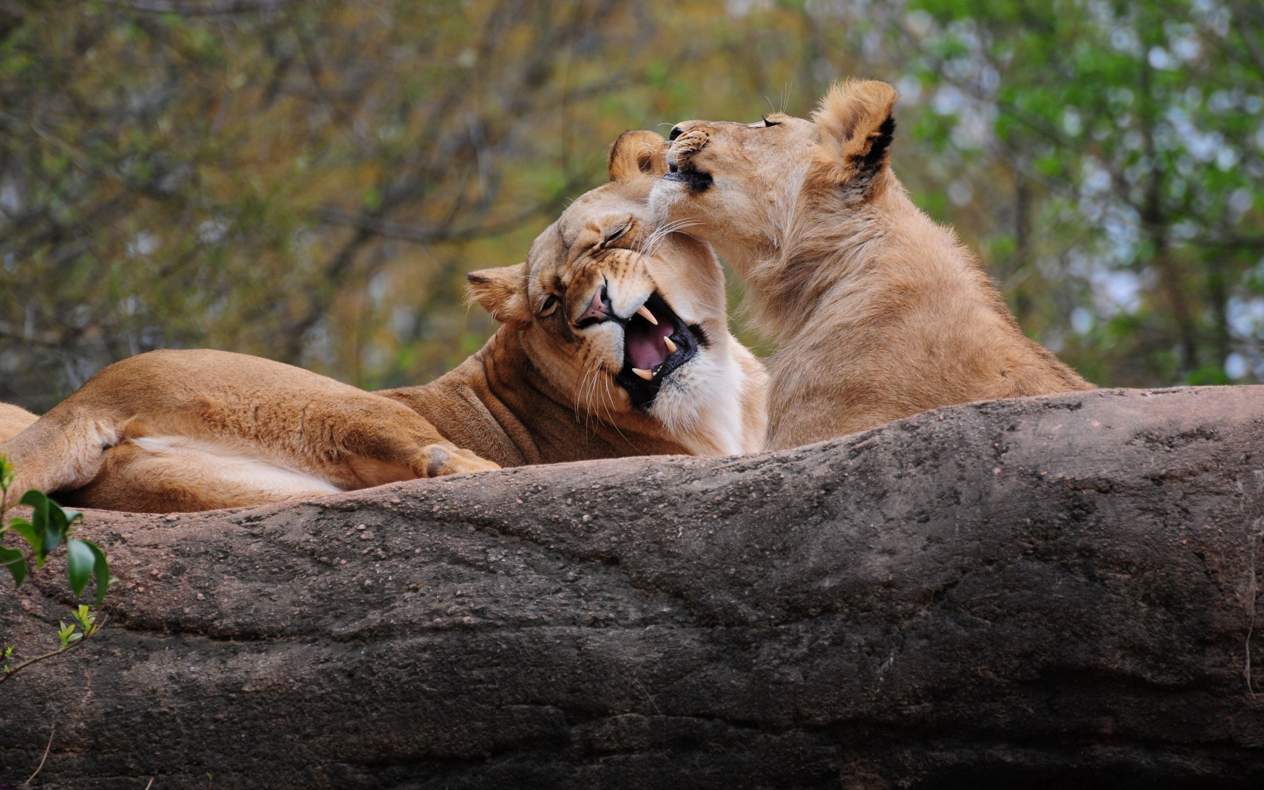 Phone Background Full HD lion, pair, animals, predator