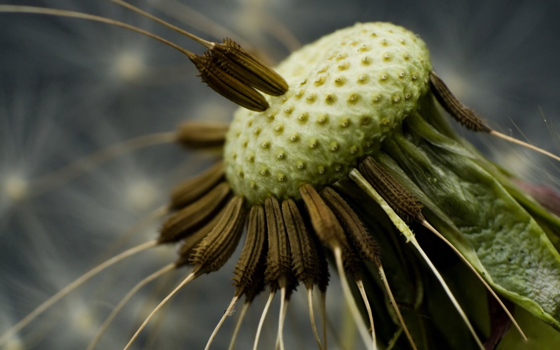 macro, close up, dandelion, seeds, seed, fly around phone background
