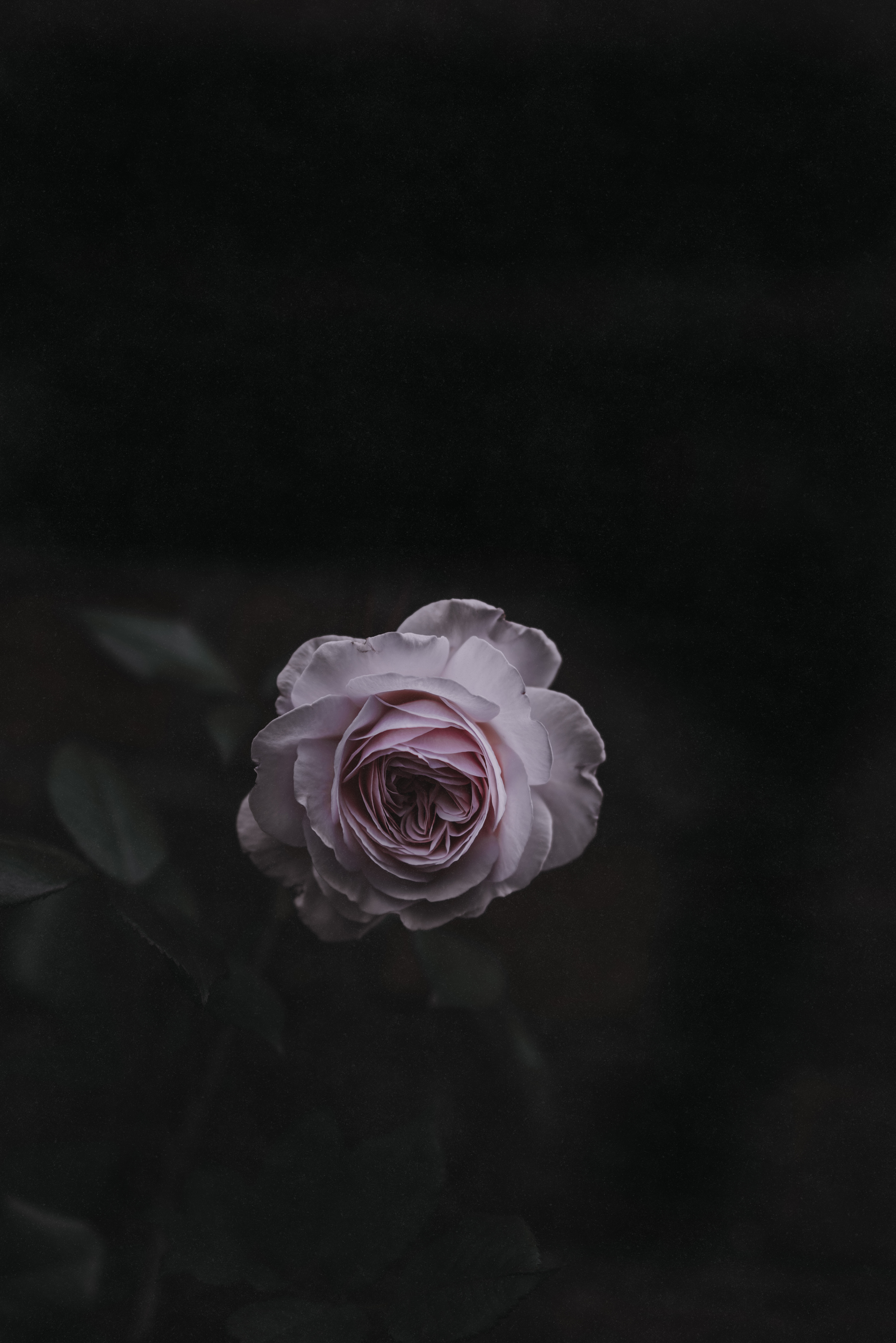 rose flower, blur, flowers, pink, rose, bud, smooth, garden