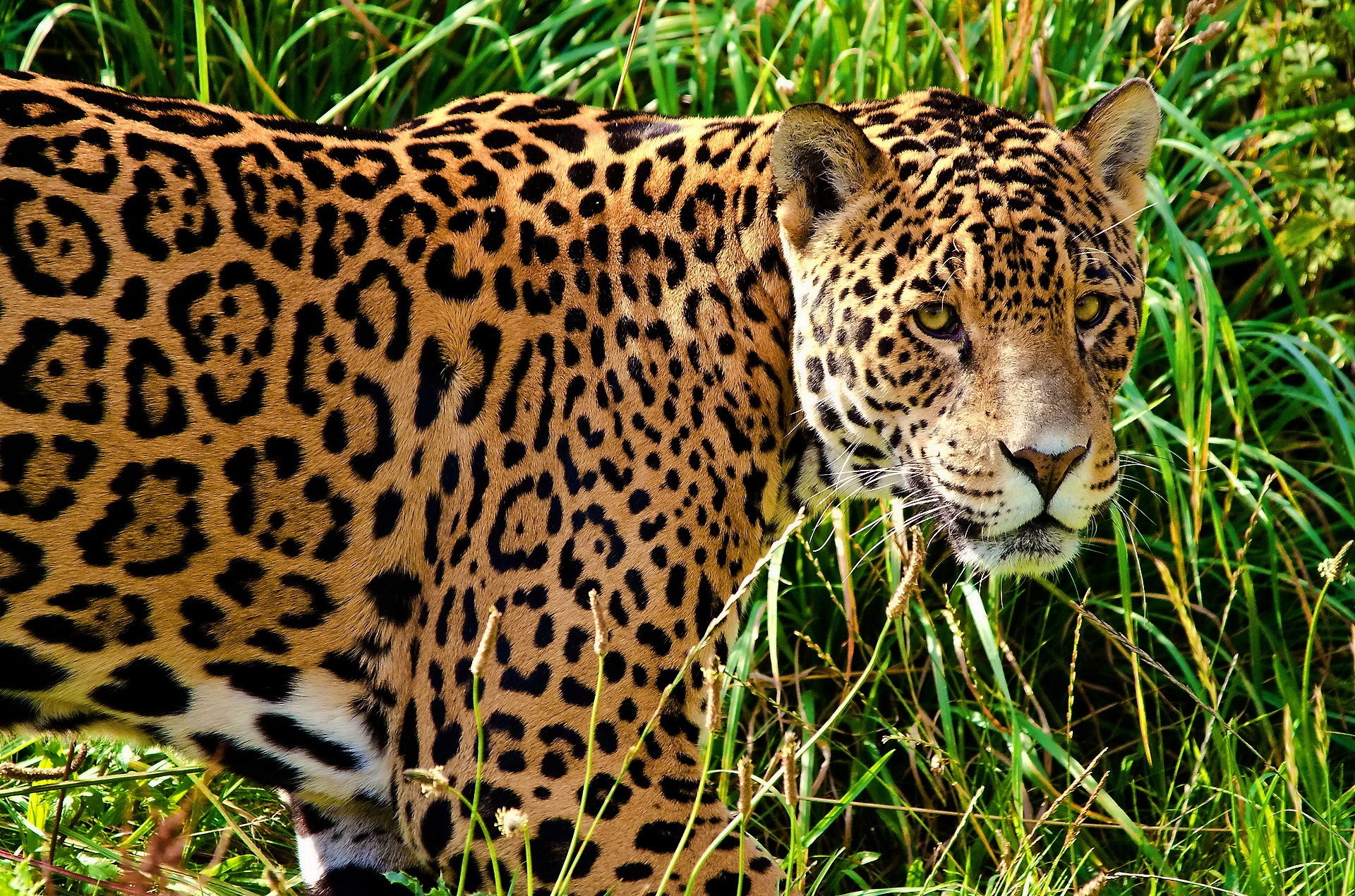 130422 Bild herunterladen tiere, grass, jaguar, raubtier, predator, große katze, big cat, sicht, meinung, bummel, spaziergang - Hintergrundbilder und Bildschirmschoner kostenlos