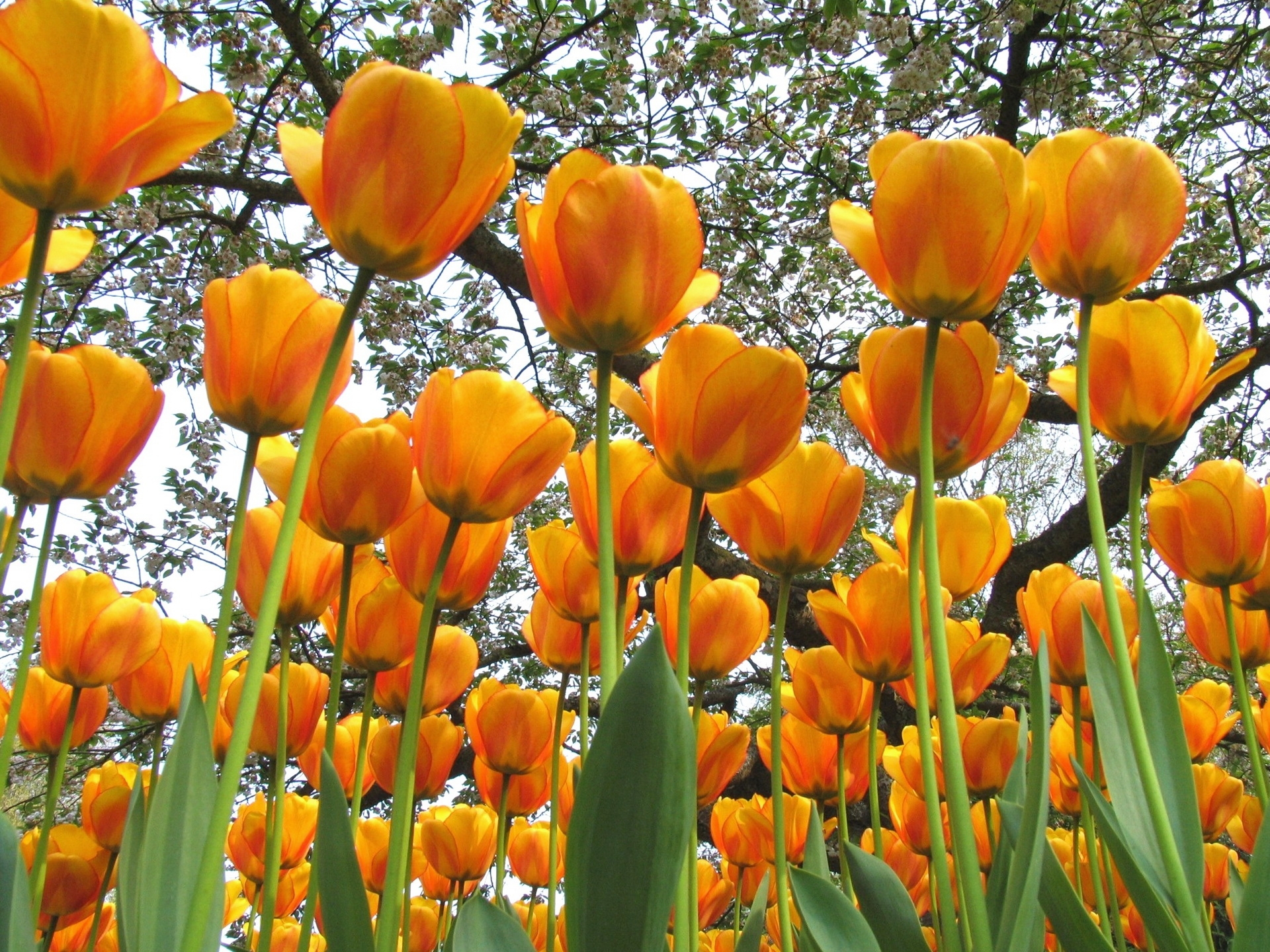 96415 économiseurs d'écran et fonds d'écran Humeur sur votre téléphone. Téléchargez tulipes, arbres, fleurs, printemps images gratuitement