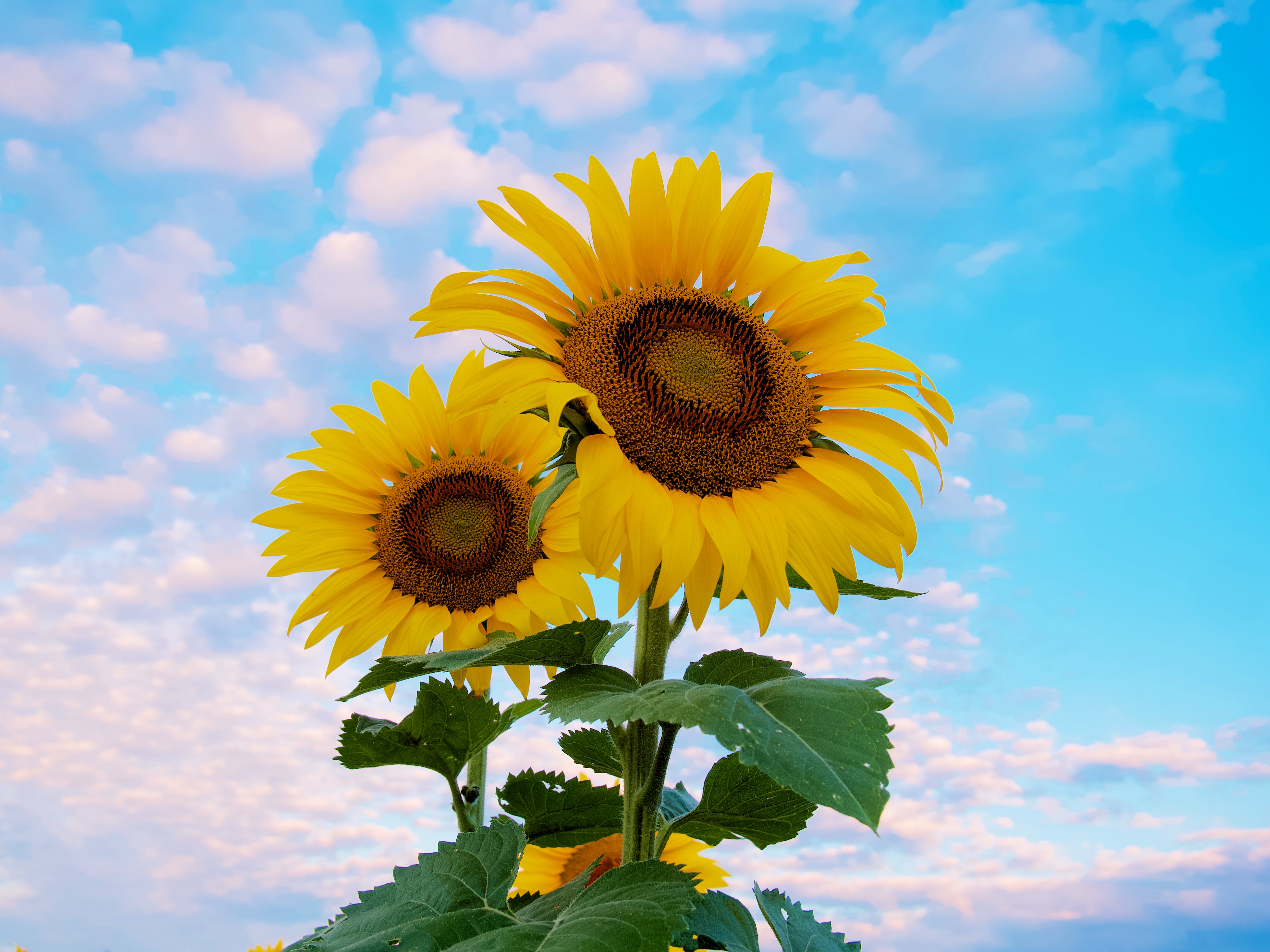 85356 Bildschirmschoner und Hintergrundbilder Sonnenblume auf Ihrem Telefon. Laden Sie blumen, sky, gelb, blütenblätter, sonnenblume Bilder kostenlos herunter