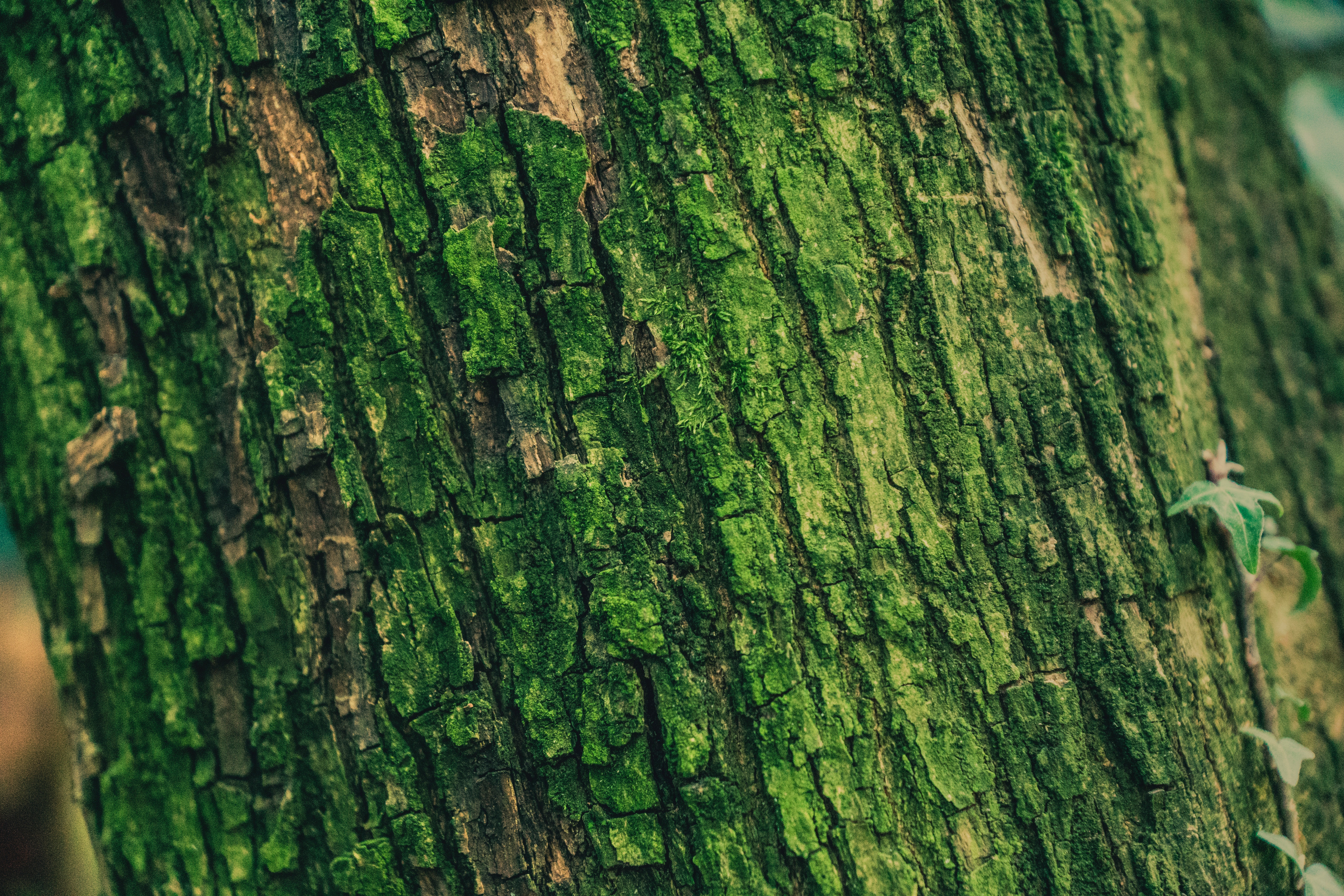 moss, textures, texture, green, wood, tree, surface, relief, bark HD wallpaper
