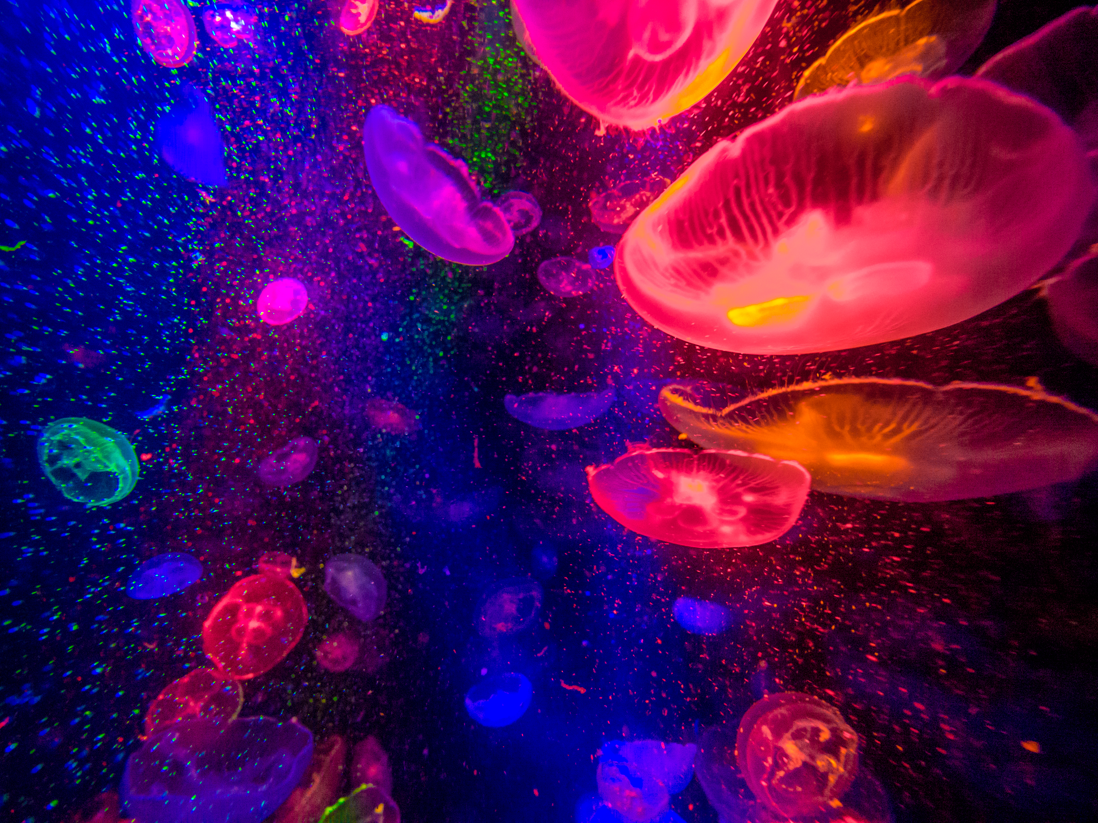 Ultrawide Wallpapers Jellyfish 
