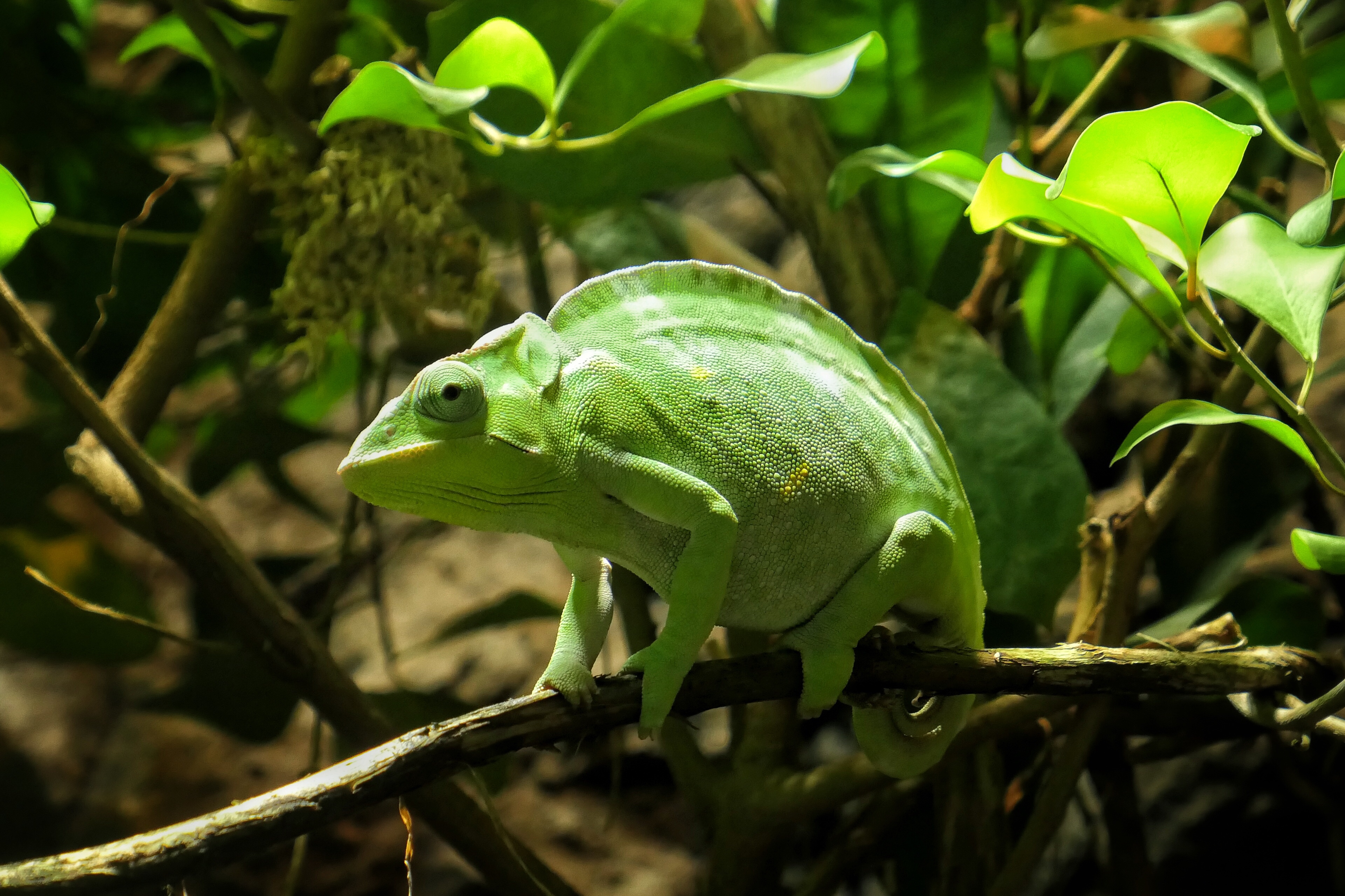 Laden Sie das Reptil, Tiere, Ast, Zweig, Reptile, Chamäleon-Bild kostenlos auf Ihren PC-Desktop herunter