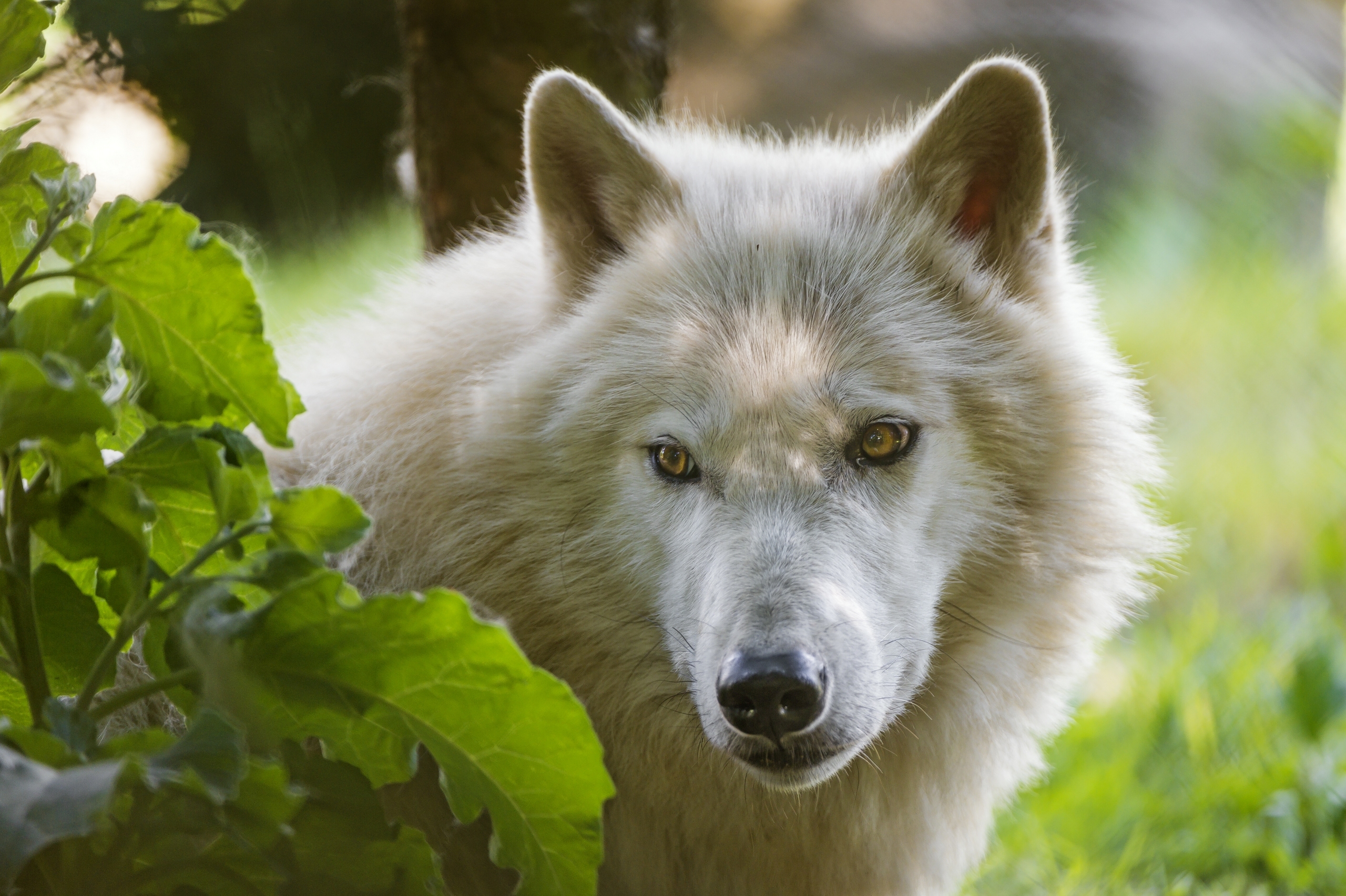 Laden Sie das Wolf, Tiere, Raubtier, Predator, Sicht, Meinung-Bild kostenlos auf Ihren PC-Desktop herunter