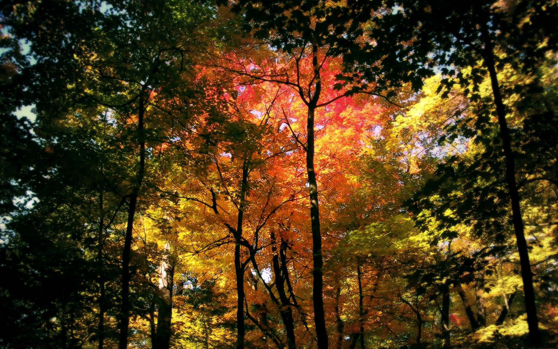 Handy-Wallpaper Natur, Bäume, Herbst, Wald, Farbe, Krone, Farben, Farbtöne, Schattierungen, Kronen kostenlos herunterladen.