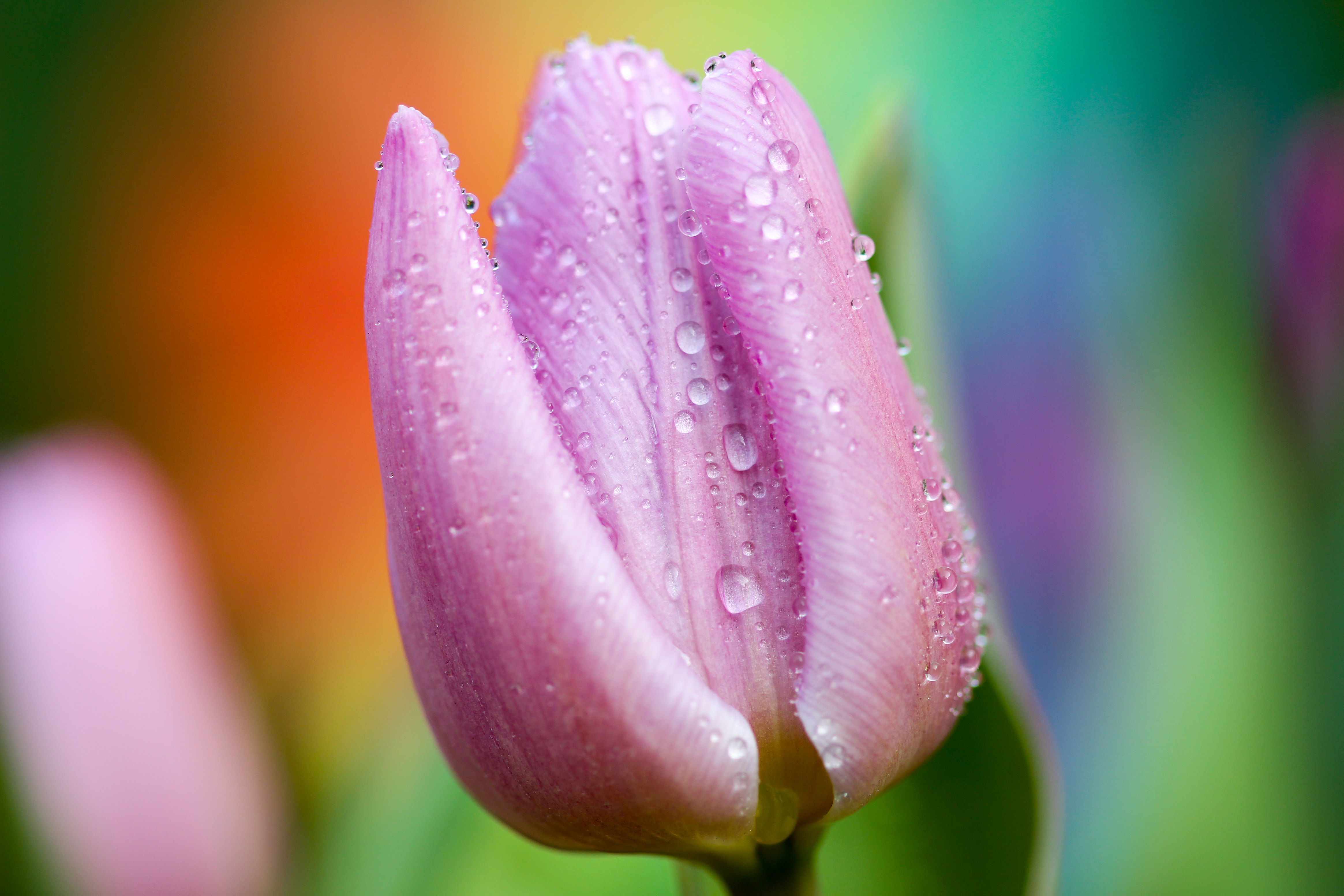 157275 Hintergrundbilder und Tulip Bilder auf dem Desktop. Laden Sie nahaufnahme, drops, rosa, tulpe Bildschirmschoner kostenlos auf den PC herunter