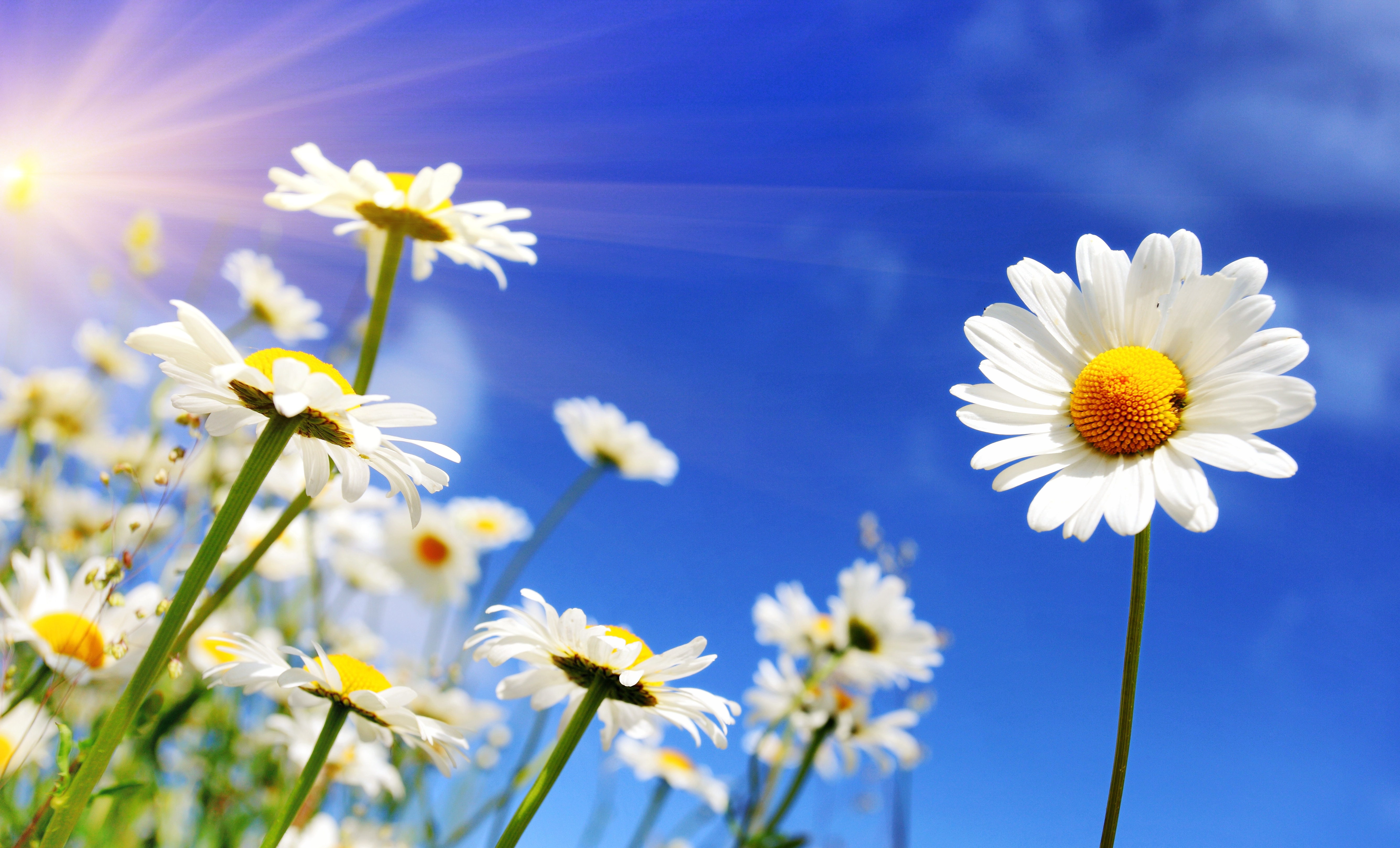 HD desktop wallpaper: Nature, Flowers, Summer, Flower, Earth, Daisy, White  Flower, Sunbeam download free picture #423028