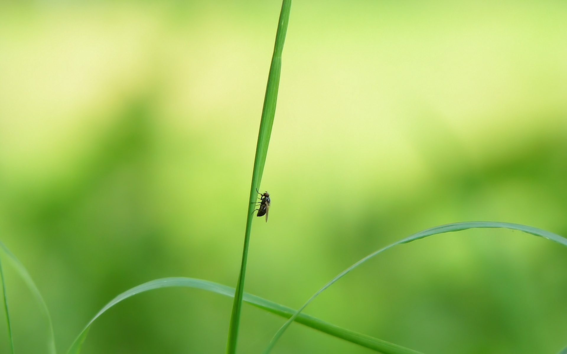 Laden Sie das Grass, Insekten, Fliegen-Bild kostenlos auf Ihren PC-Desktop herunter