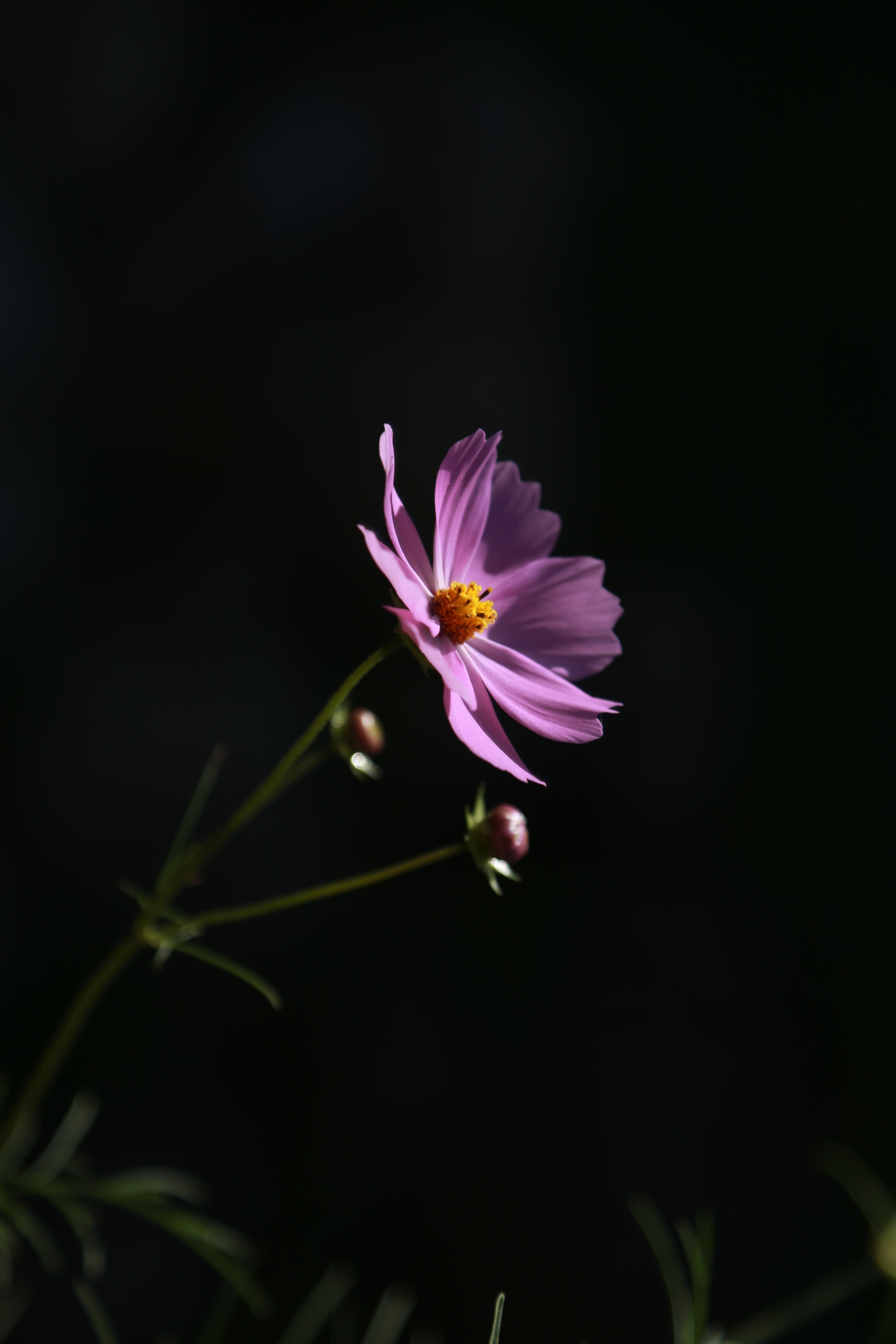 flowers, dark background, lilac, flower, blooms, kosmeya, cosmos 8K