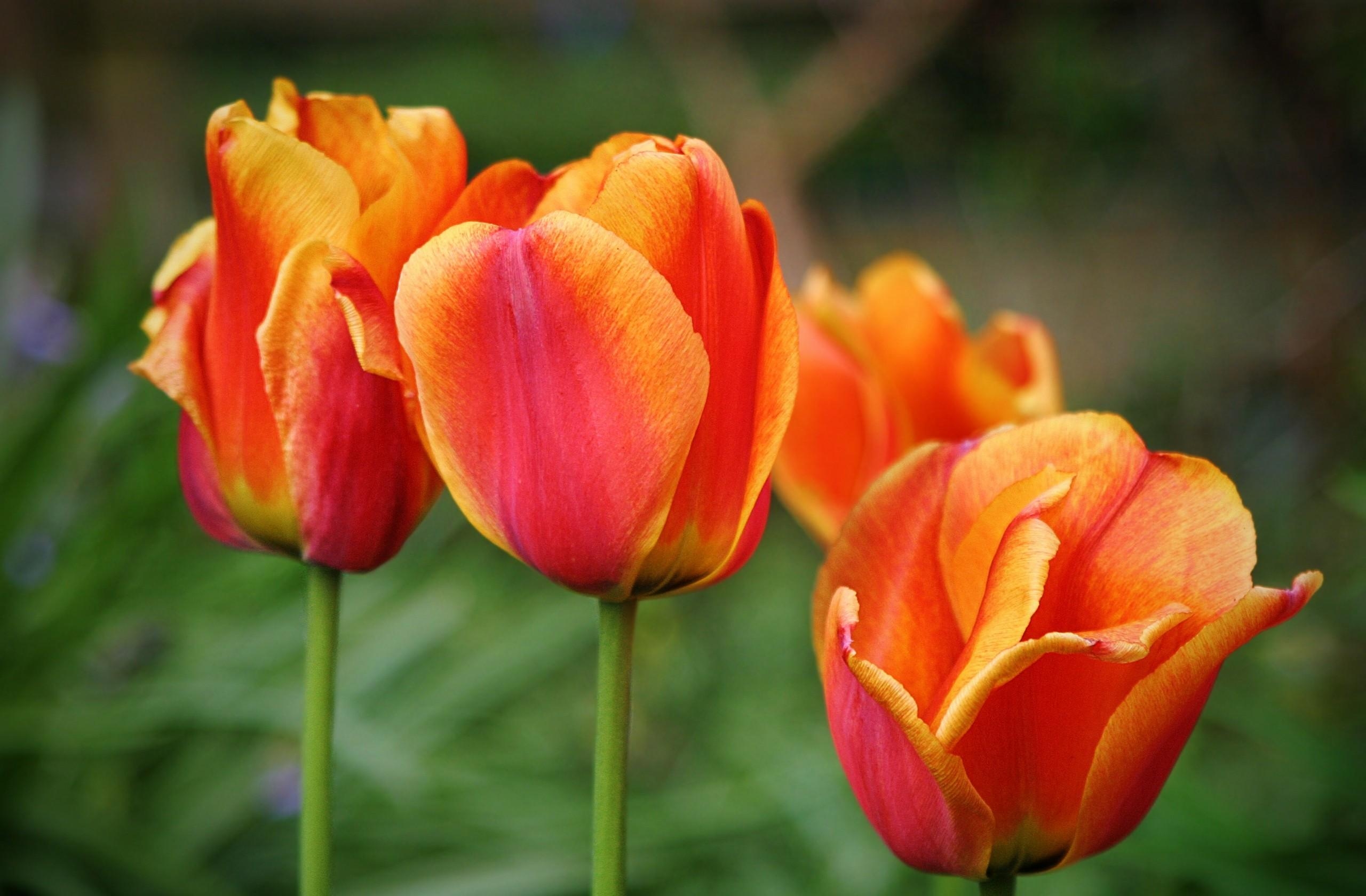multicolored, flowers, tulips, blur, smooth, buds QHD