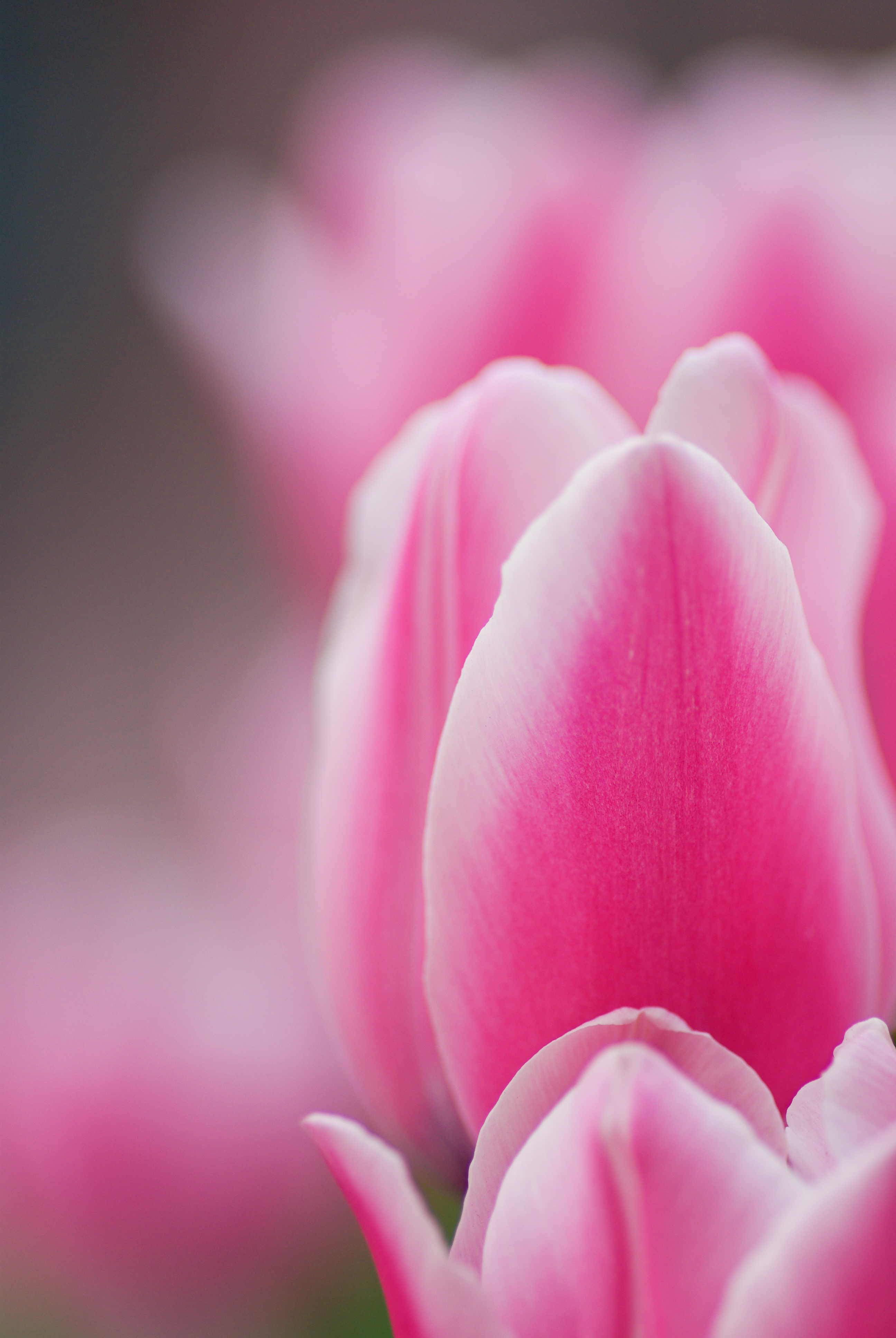 93245 Hintergrundbild herunterladen rosa, blume, makro, blütenblätter, tulpe, tulip - Bildschirmschoner und Bilder kostenlos