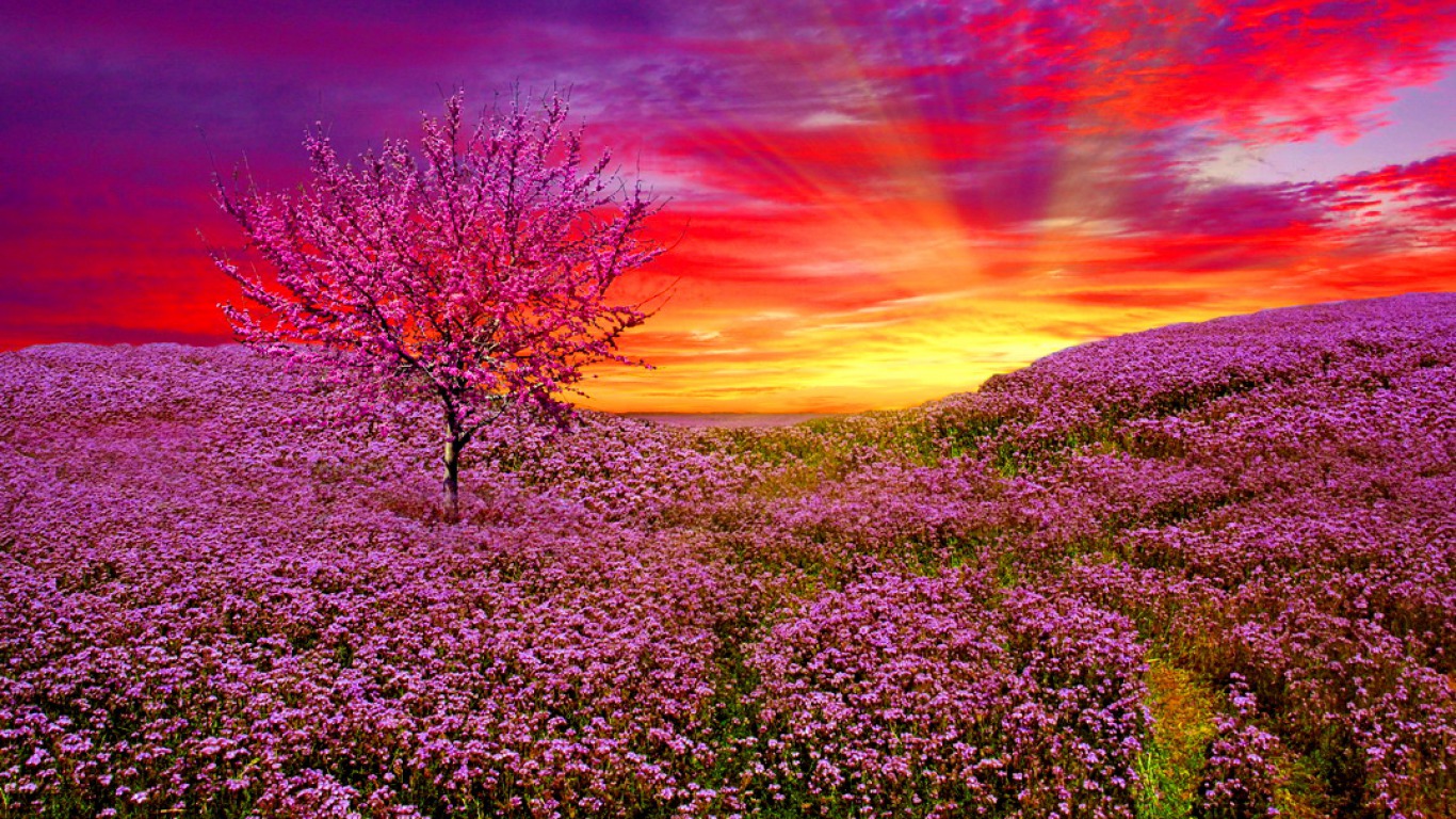 flowers, sunrise, earth, flower, meadow, violet mobile wallpaper