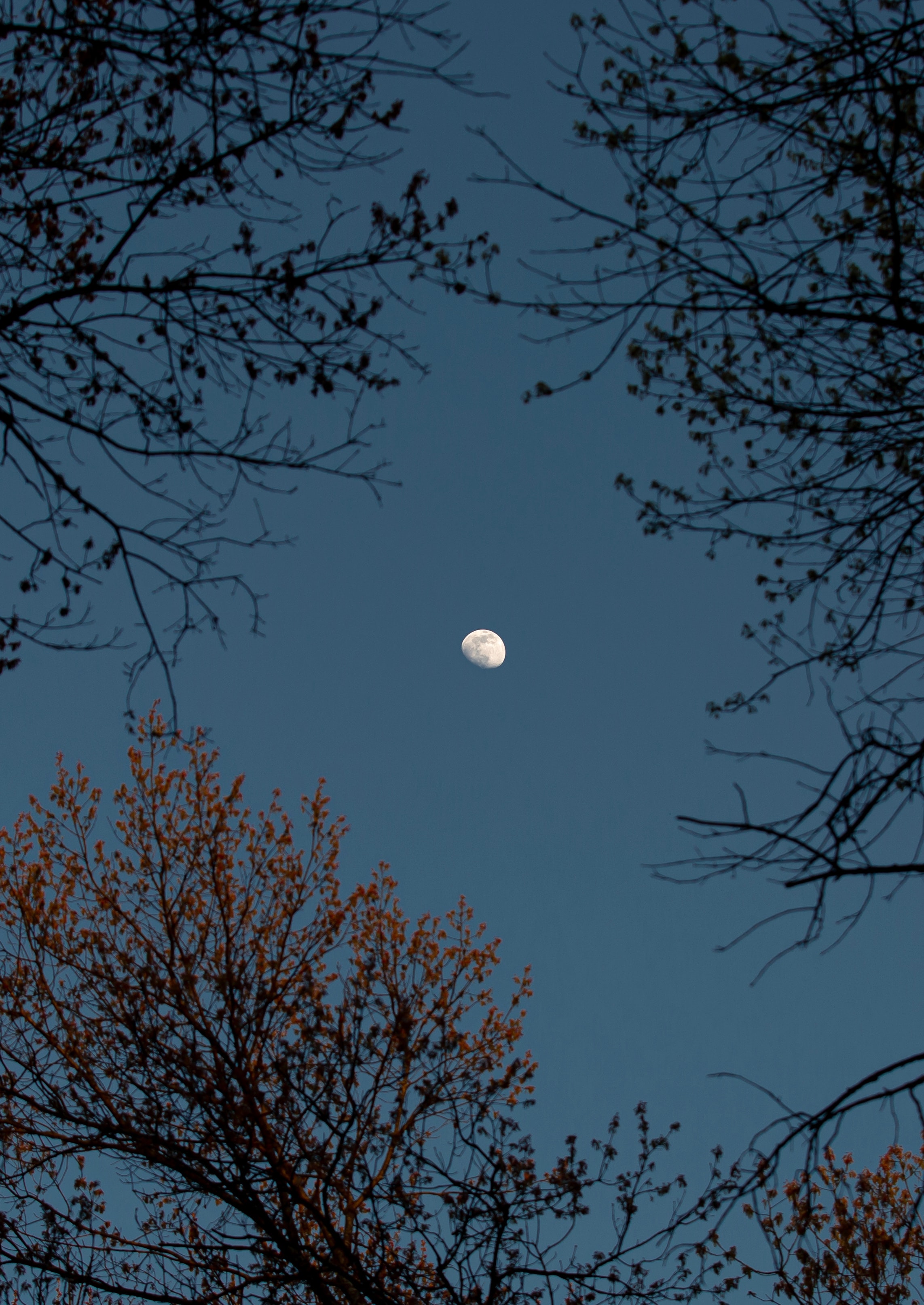 moon, nature, trees, sky, branches