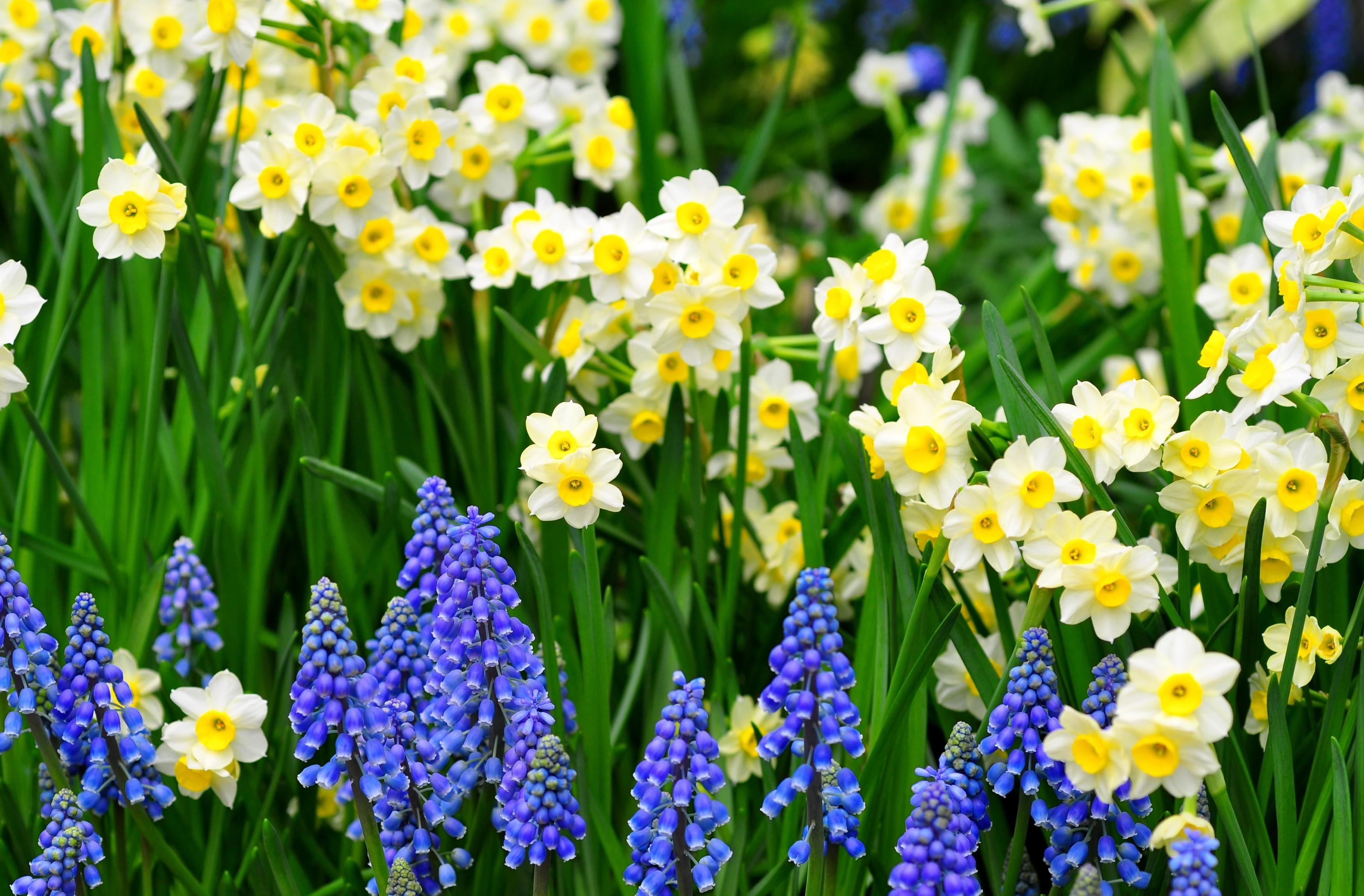 67426 Screensavers and Wallpapers Narcissussi for phone. Download flowers, narcissussi, greens, flower bed, flowerbed, spring, muscari, muskari pictures for free