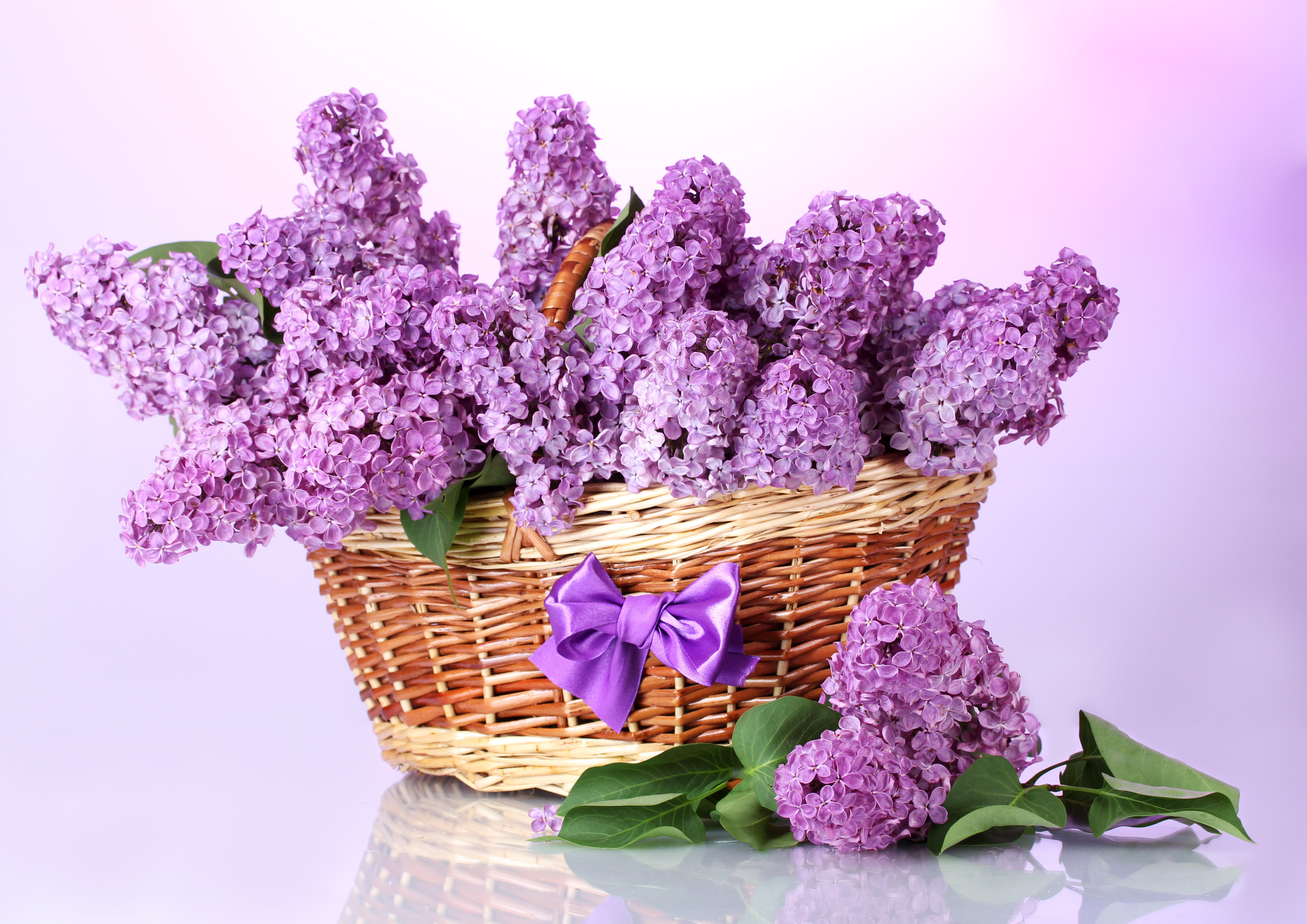 Ultrawide Wallpapers Lilac photography, still life