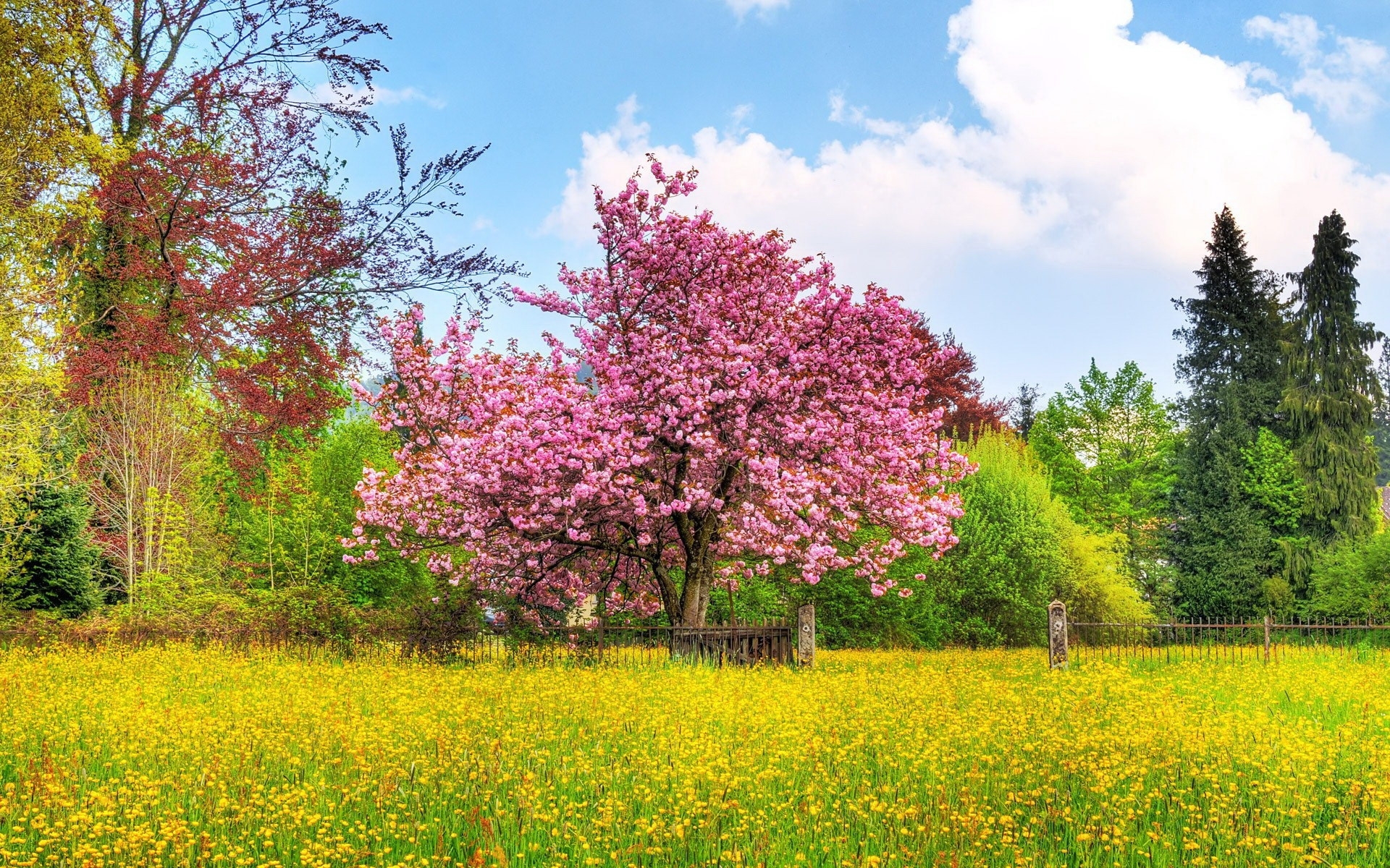 Laden Sie das Pflanzen, Landschaft, Blumen, Bäume-Bild kostenlos auf Ihren PC-Desktop herunter
