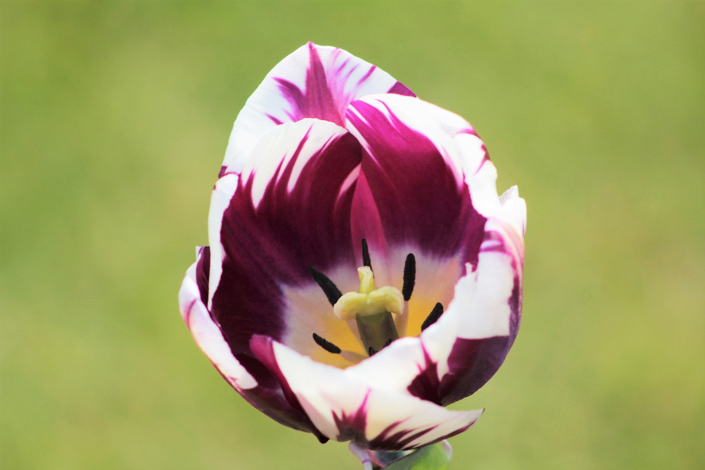 73179 Bildschirmschoner und Hintergrundbilder Tulip auf Ihrem Telefon. Laden Sie blütenblätter, fleckig, gefleckt, tulpe Bilder kostenlos herunter