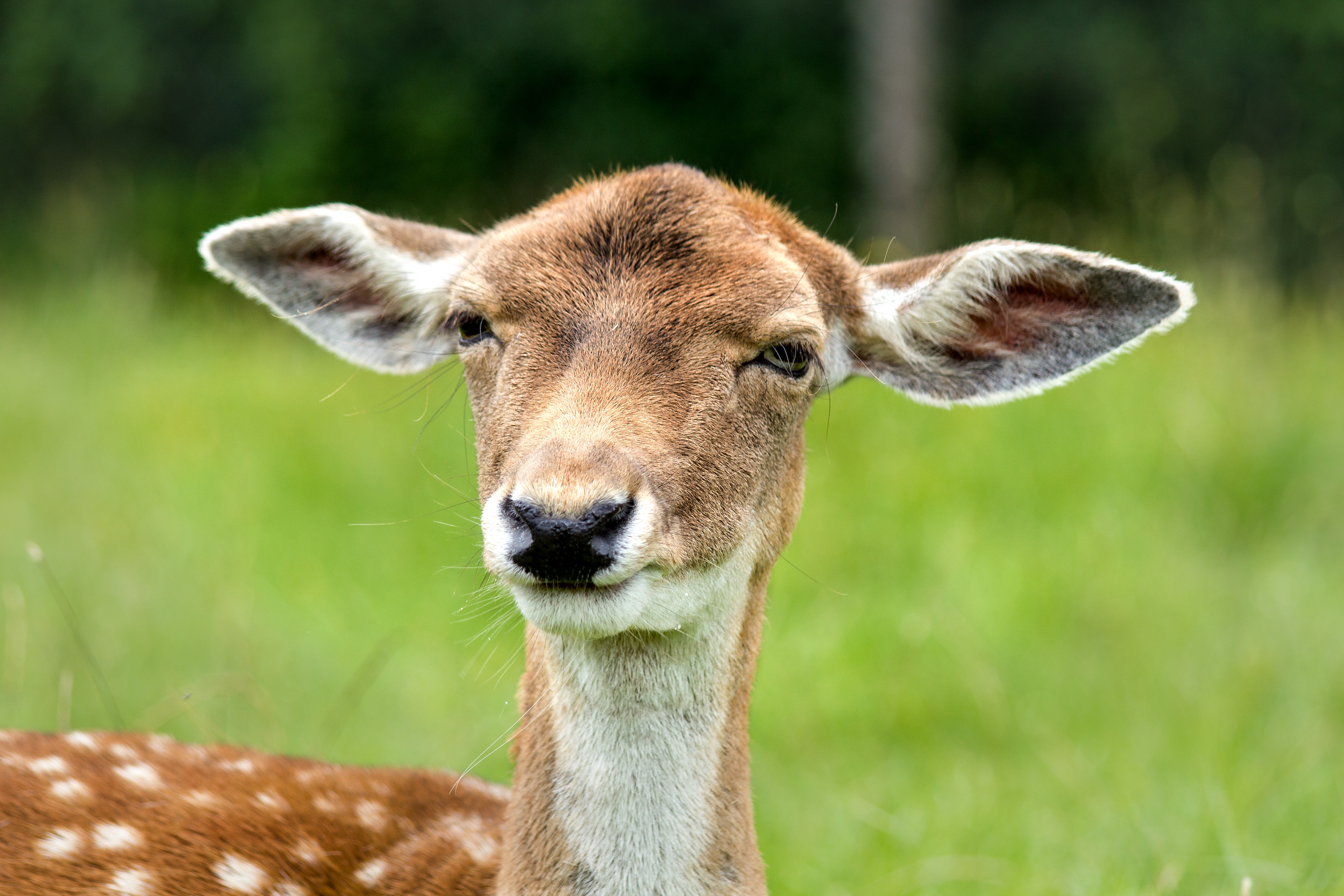 4K Phone Wallpaper muzzle, deer, animals, ears