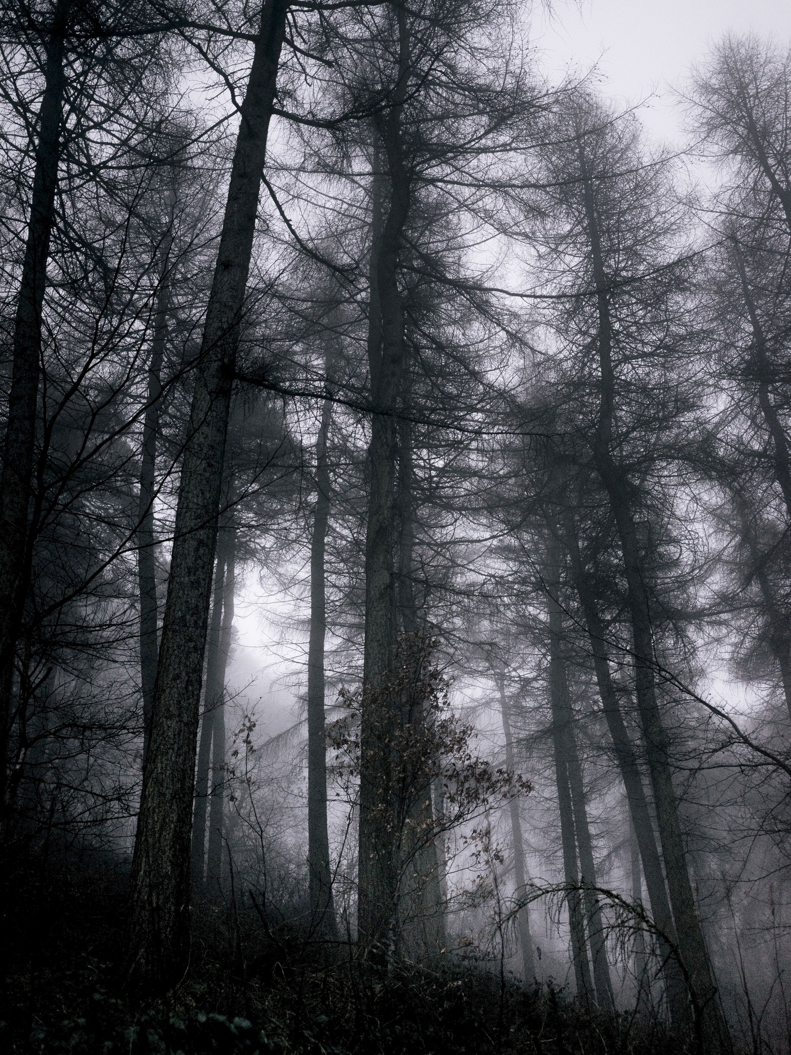 114174 скачать обои мрачный, серый, туман, черный, природа, деревья, лес, ветки - заставки и картинки бесплатно
