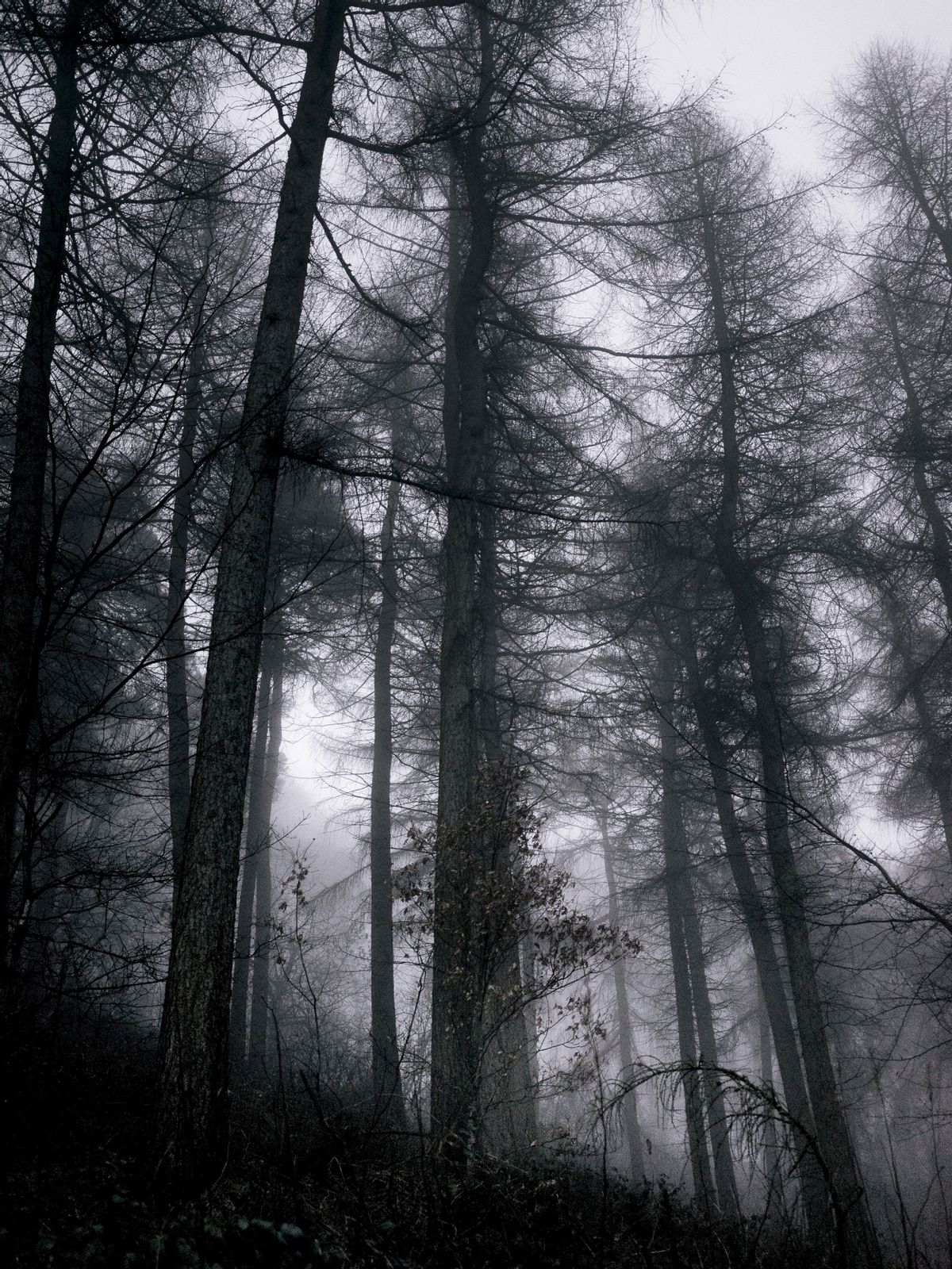 Download mobile wallpaper: Branches, Gloomy, Grey, Fog, Trees, Forest