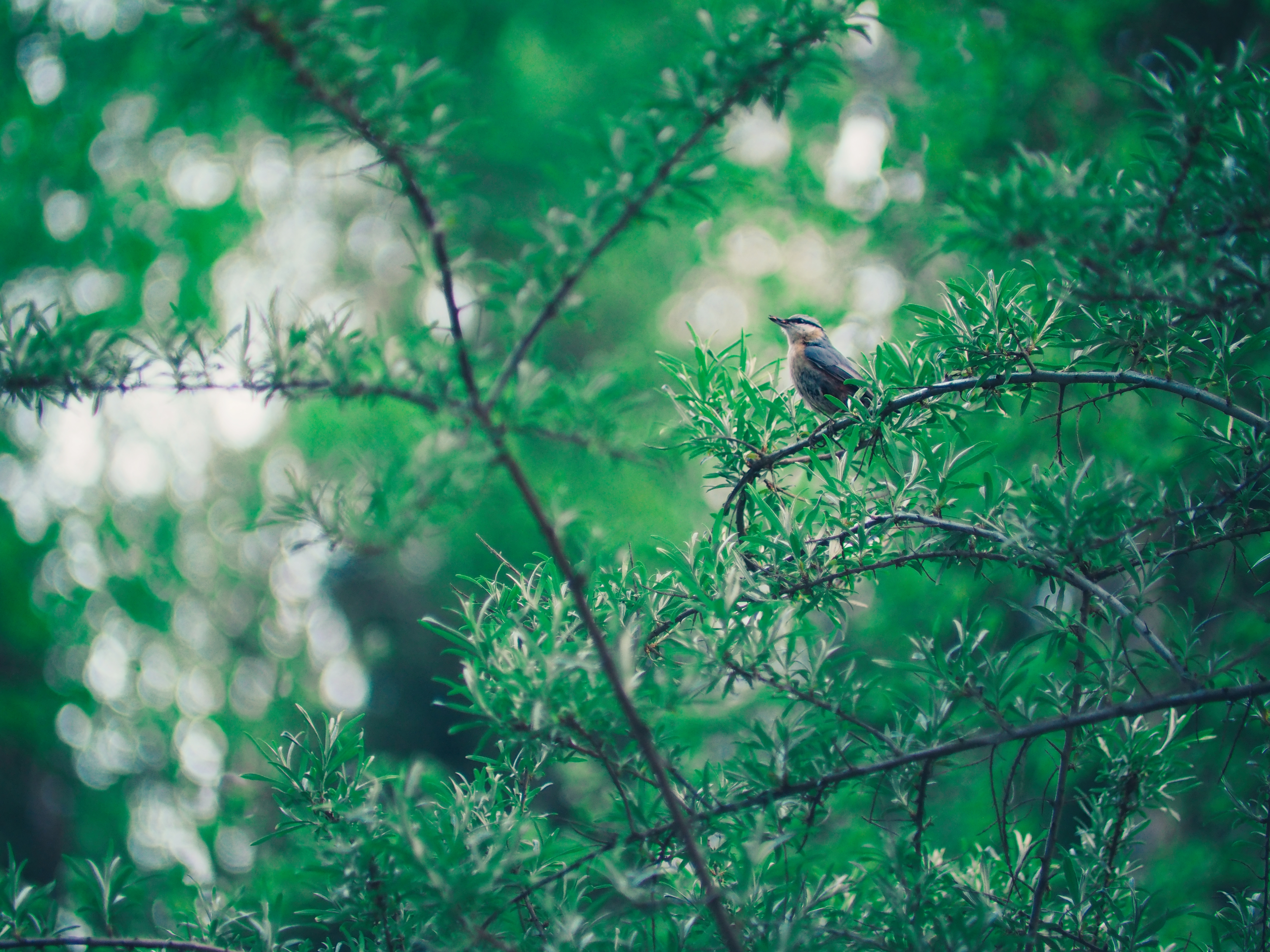 106170 download wallpaper bird, animals, leaves, blur, smooth, branch, bokeh, boquet screensavers and pictures for free