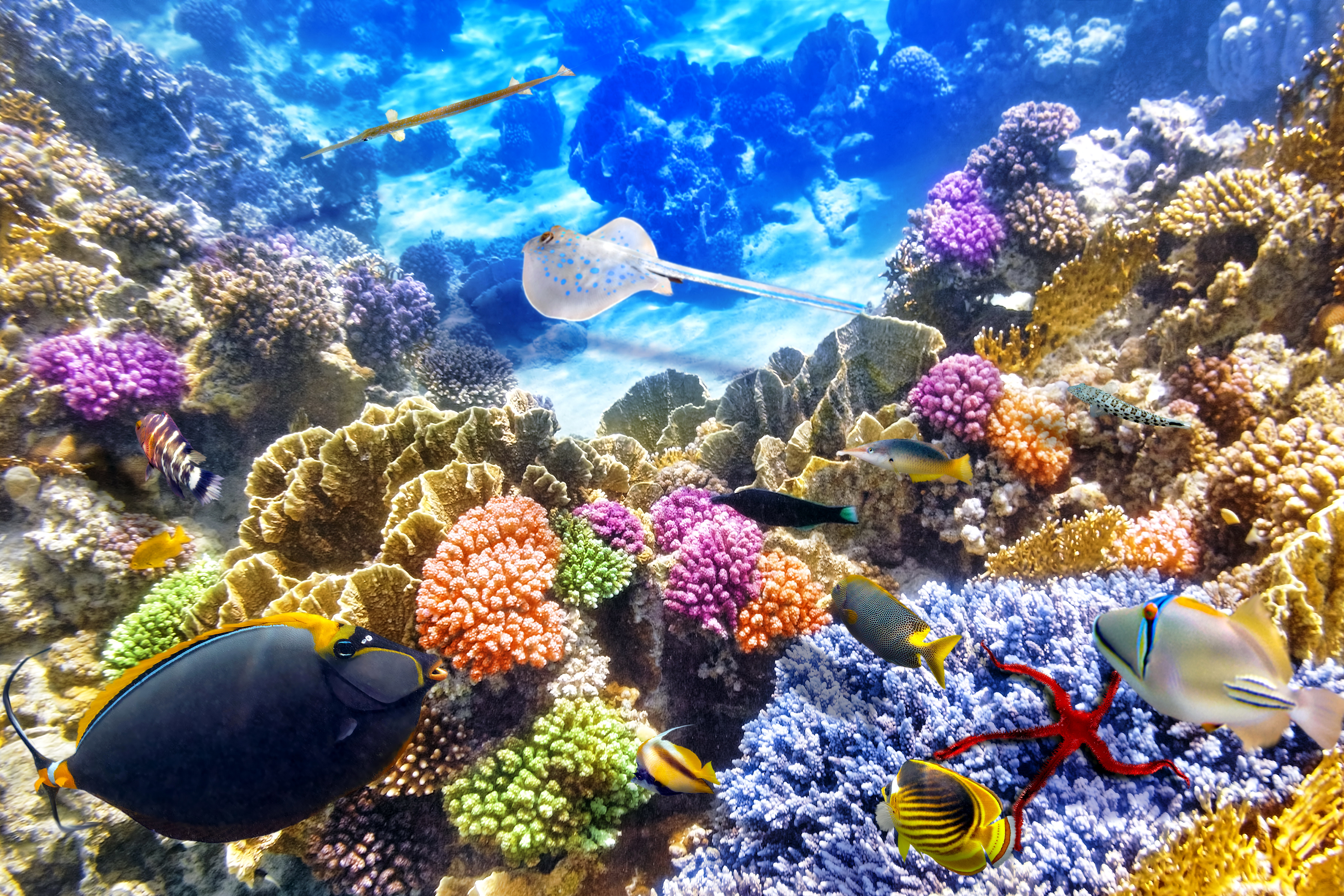 stingray, fishes, animal, fish, coral, underwater Smartphone Background