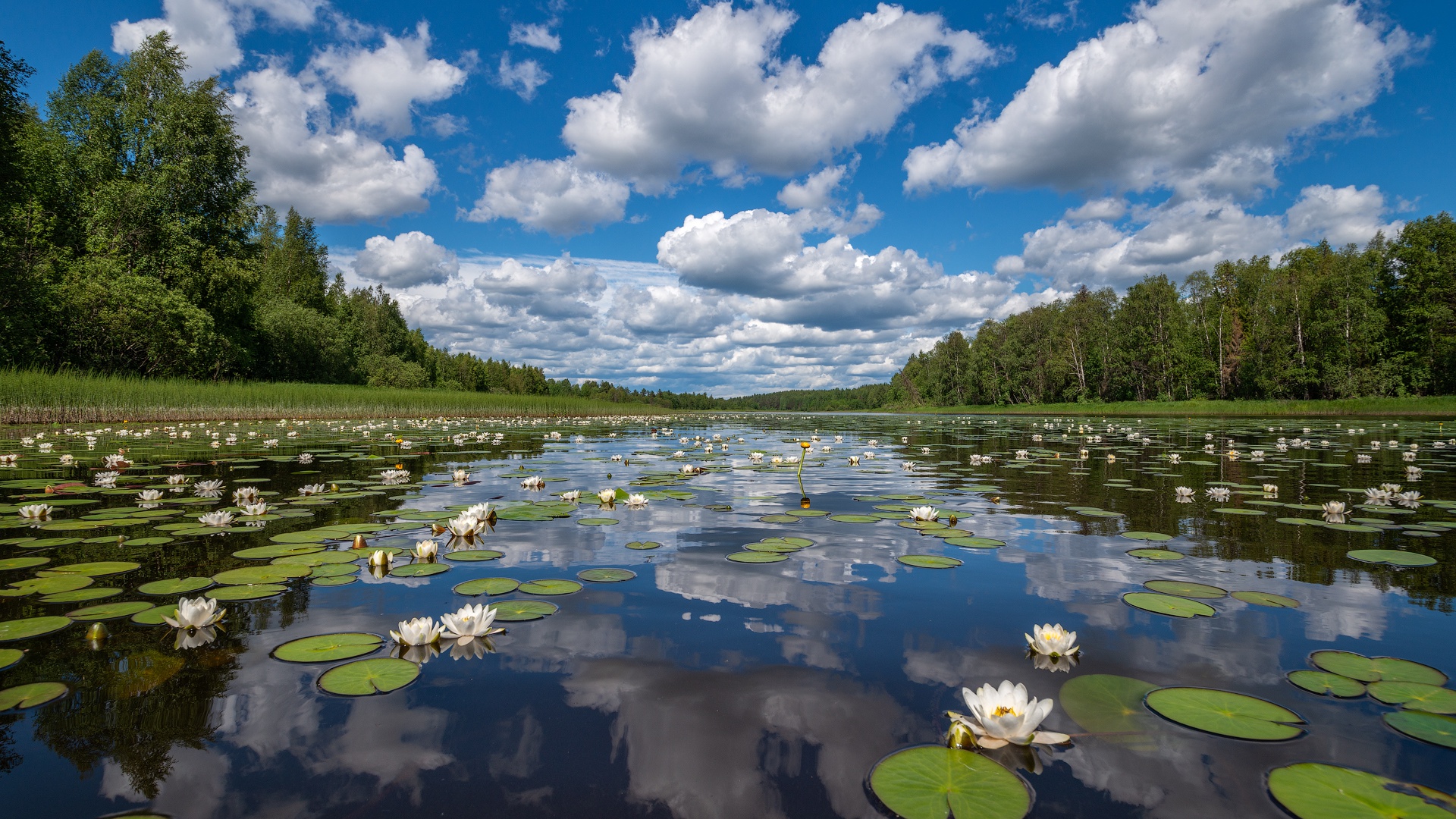 лилии у реки