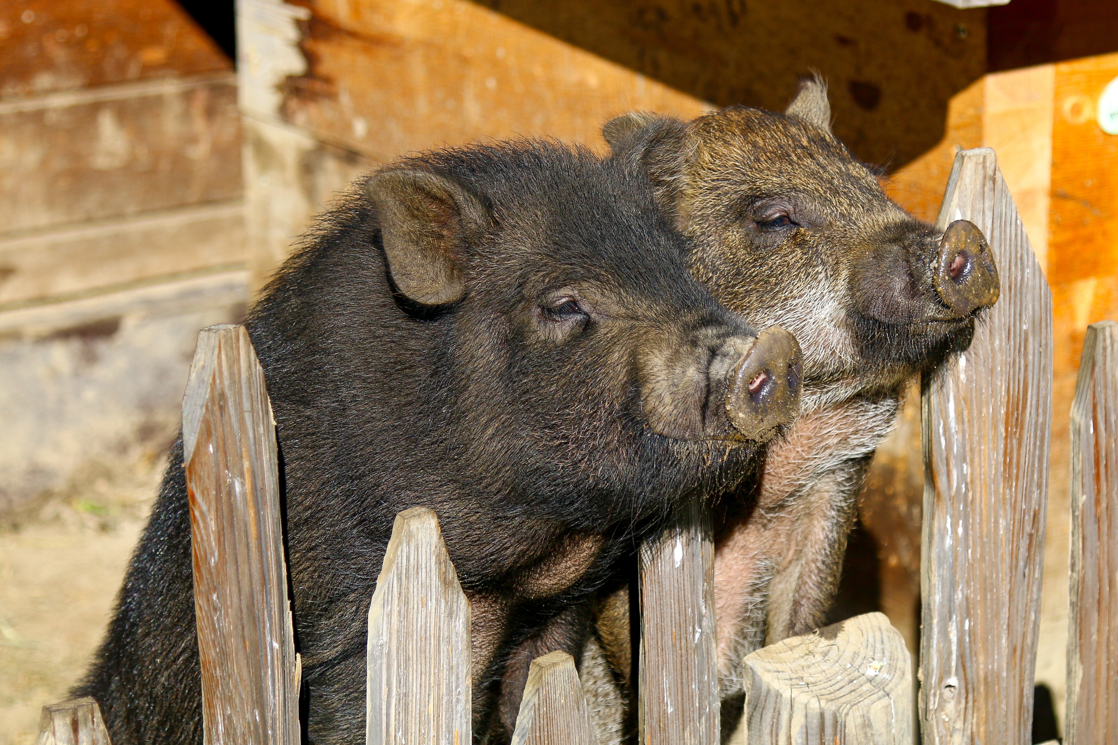 Descargar las imágenes de Cerdos gratis para teléfonos Android y iPhone,  fondos de pantalla de Cerdos para teléfonos móviles