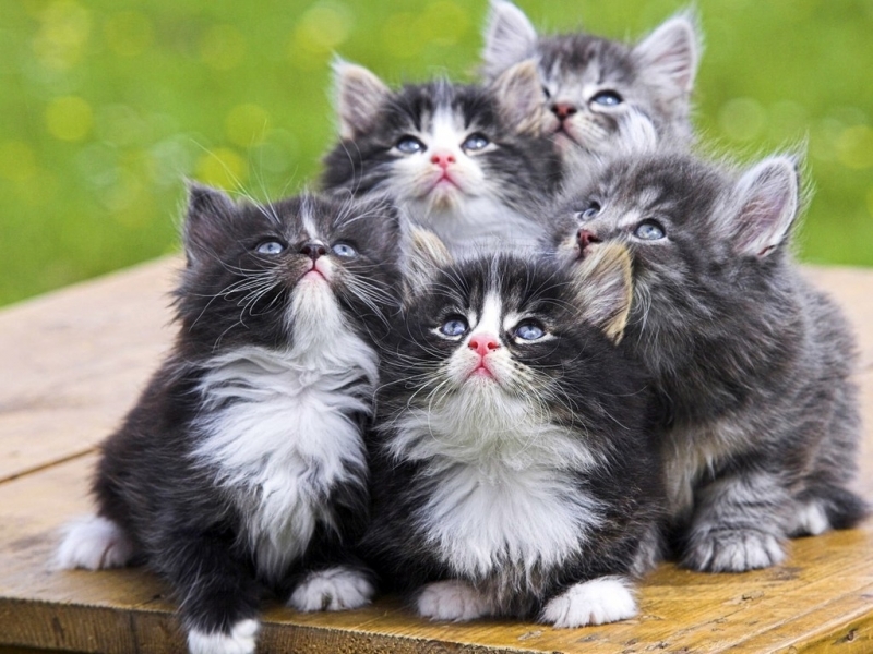 30229 descargar fondo de pantalla gatos, animales, gris: protectores de pantalla e imágenes gratis