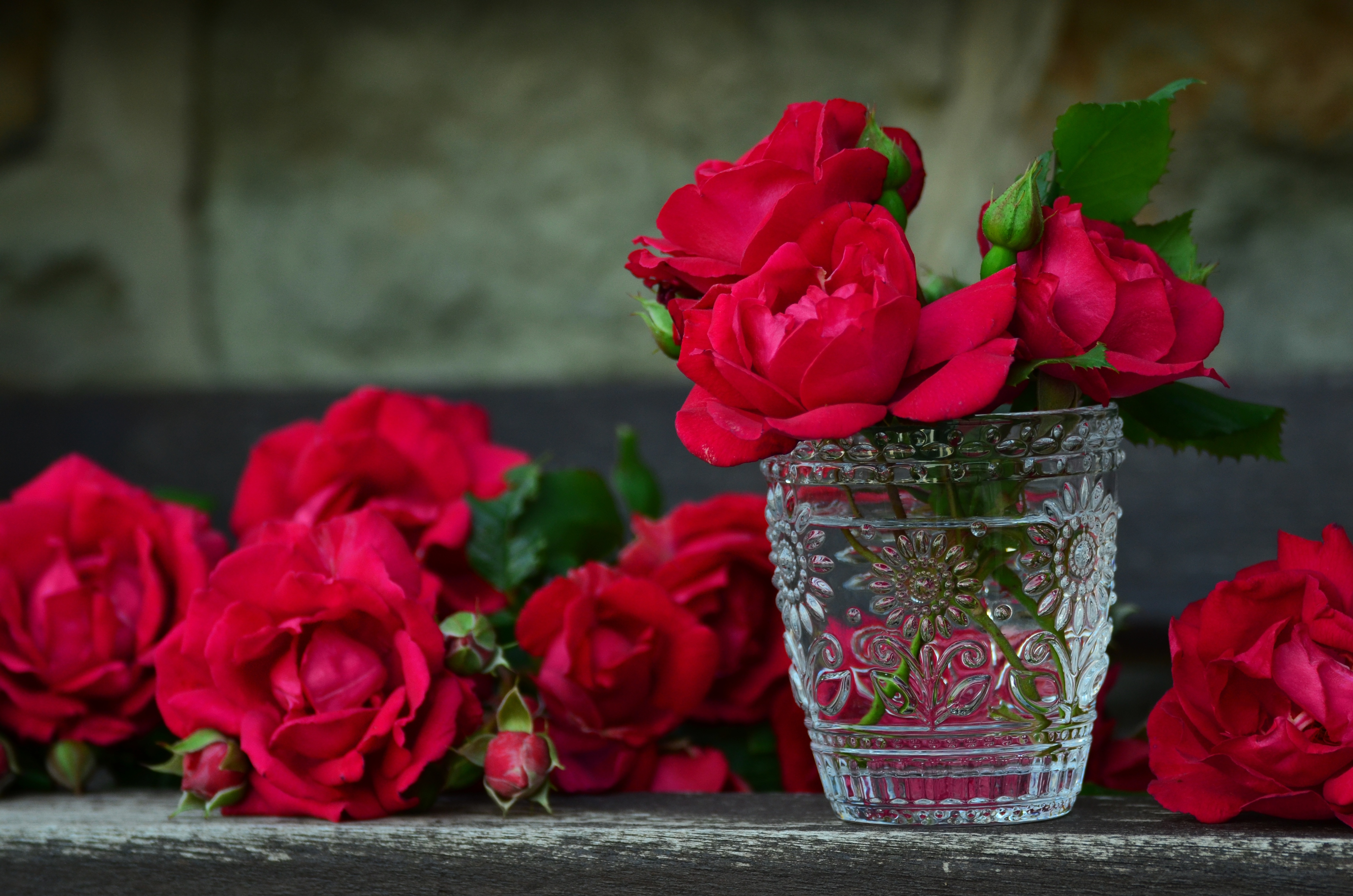 Vase roses, bouquet, flowers, petals Free Stock Photos
