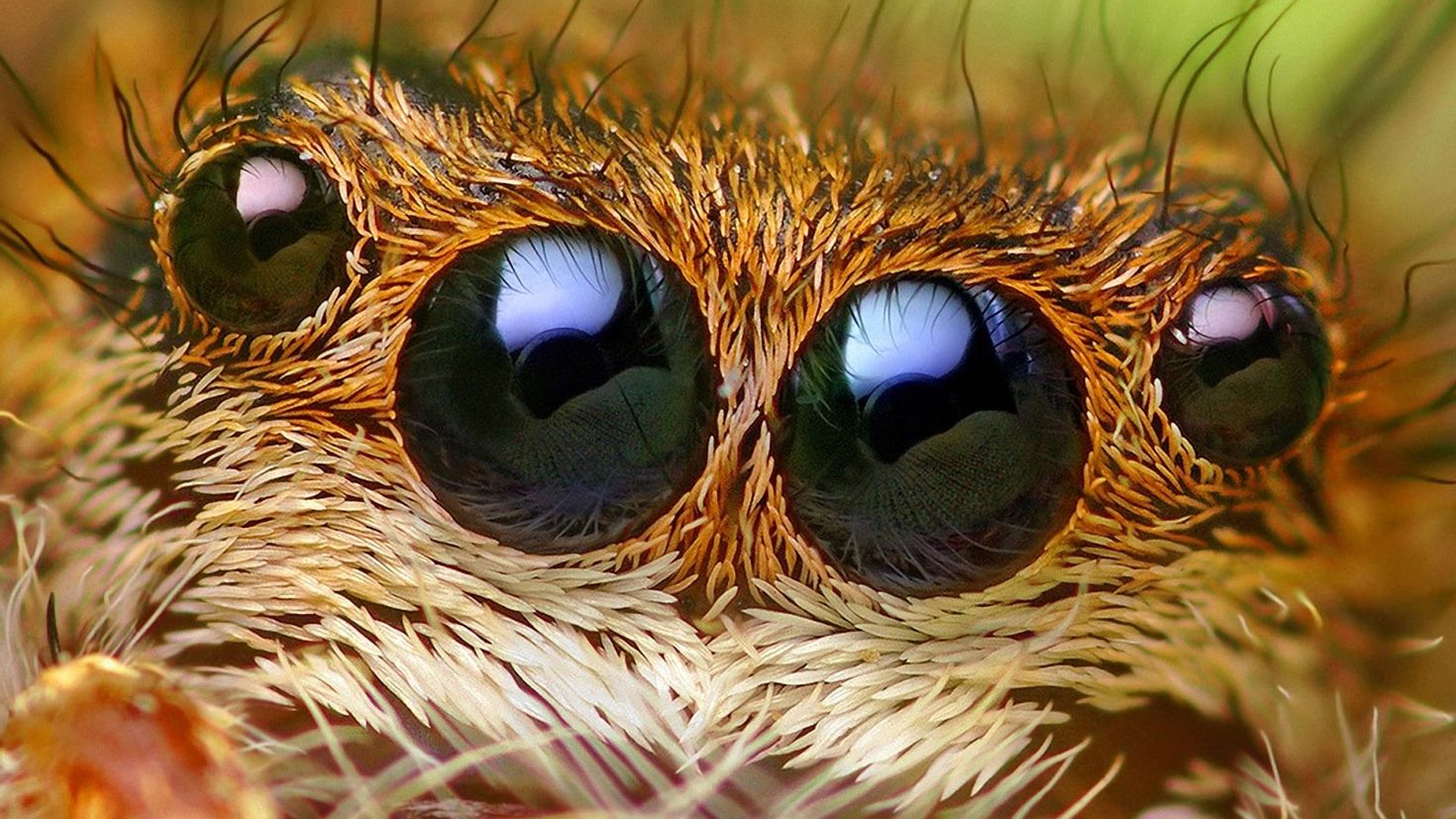 Органы зрения у паукообразных