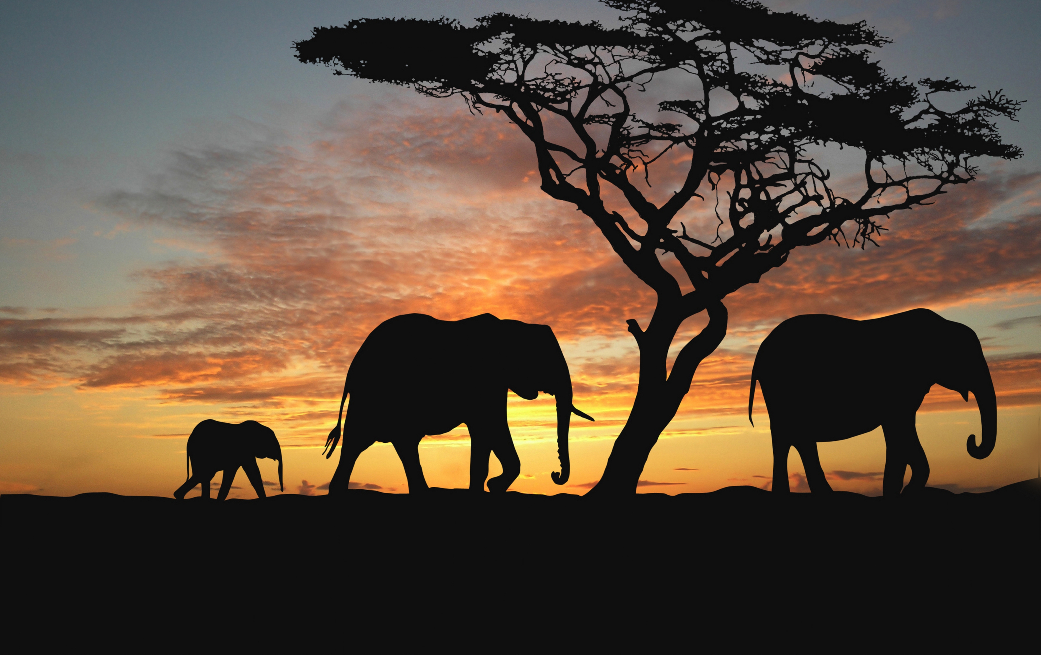 150036 Hintergrundbild herunterladen bäume, elephants, dunkel, silhouette, junge, bummel, spaziergang, joey - Bildschirmschoner und Bilder kostenlos