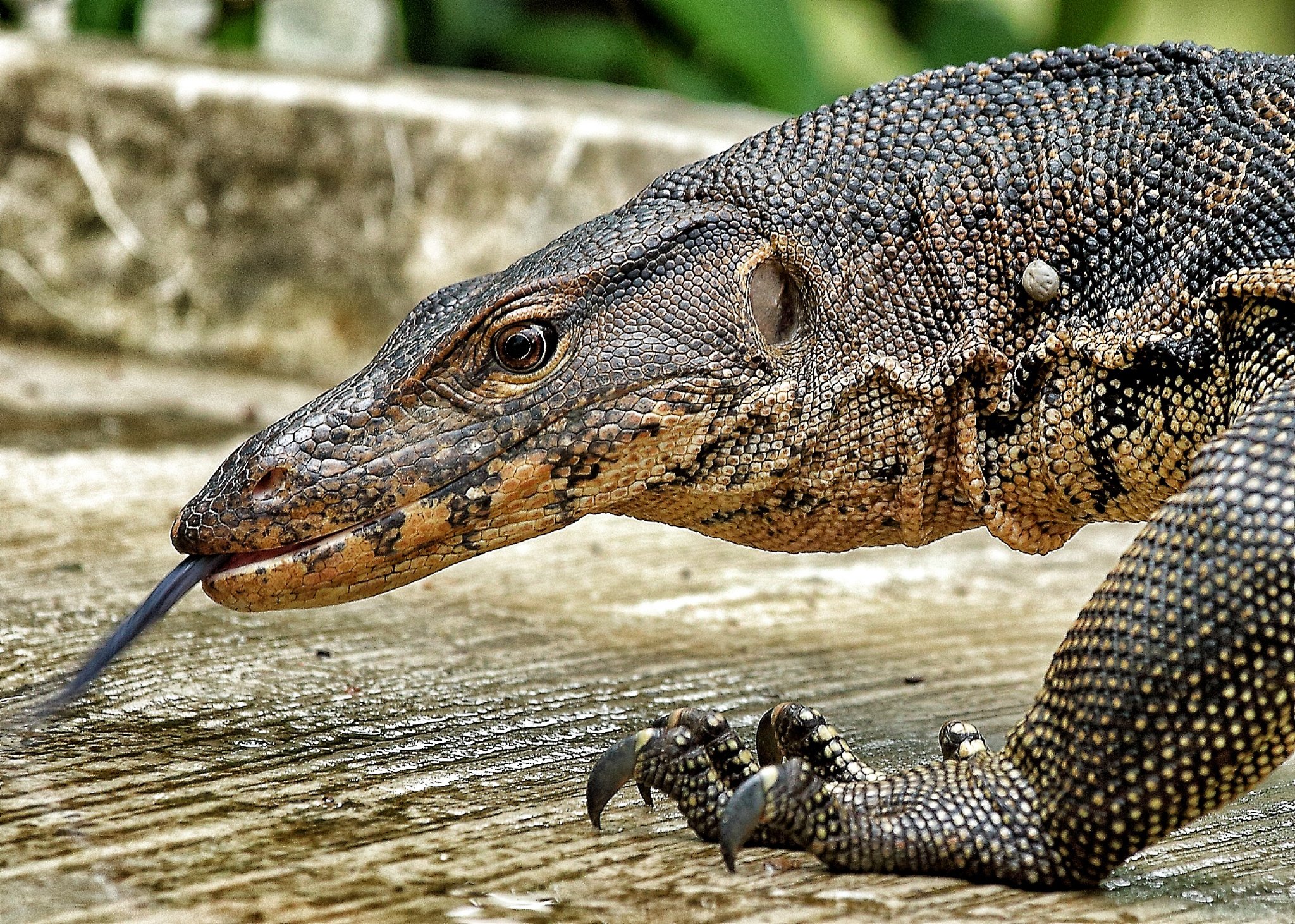 Ворона и ящерица. Черный древесный Варан. Варан Water Monitor. Крокодиловый Варан. Австралийский древесный Варан.