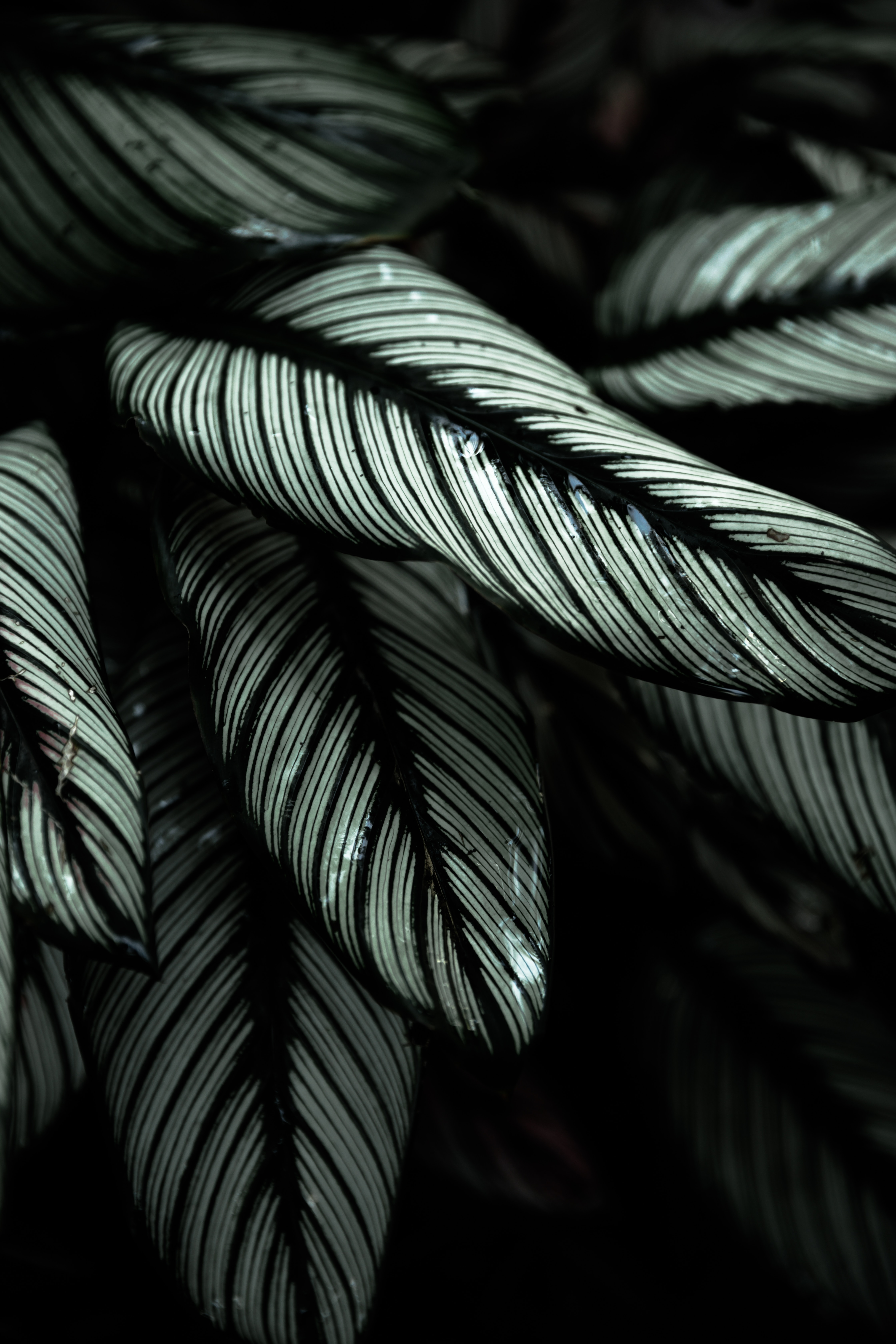 tropical, plant, nature, leaves, striped HD wallpaper