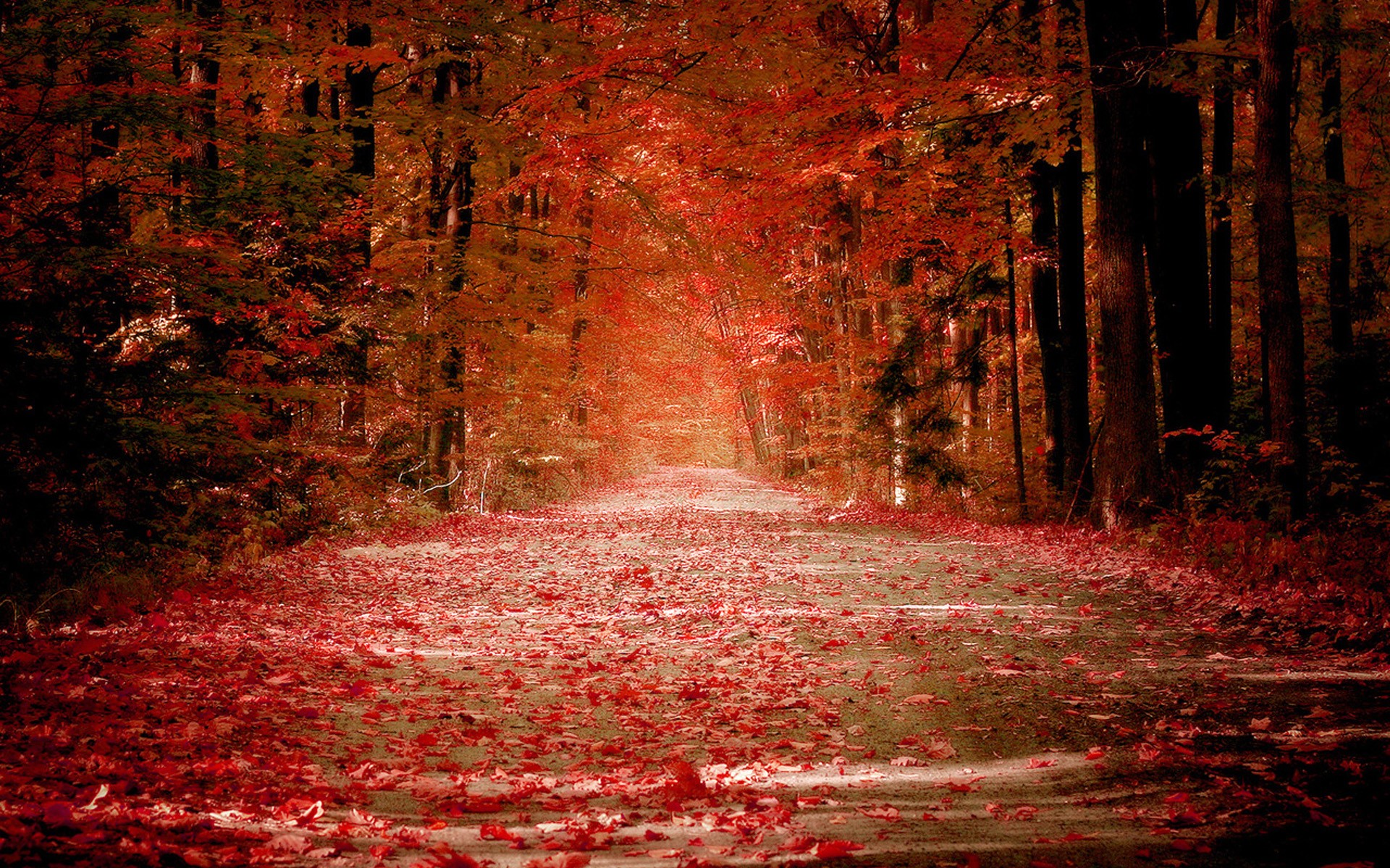 fall, earth, leaf HD wallpaper