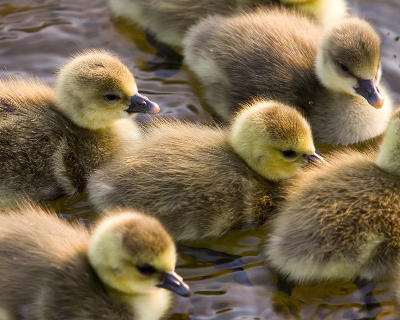 animals, birds, young, color, to swim, swim, cubs, ducklings Smartphone Background