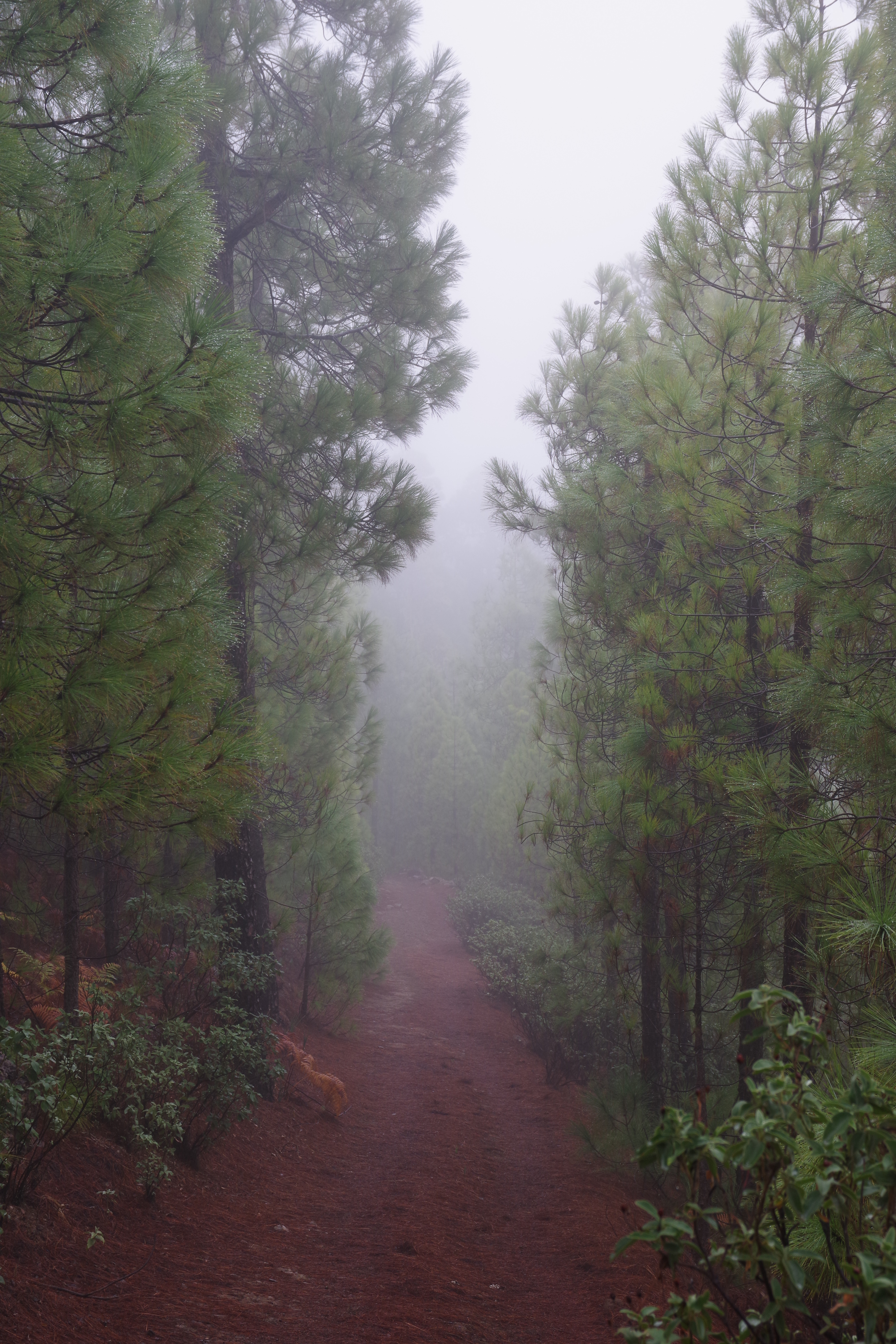 forest, trees, fog, road, nature for android