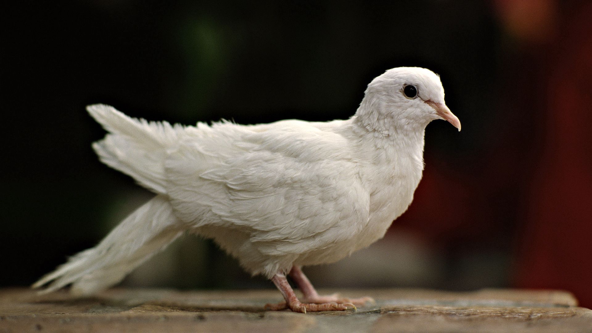 Laden Sie das Tiere, Vogel, Taube-Bild kostenlos auf Ihren PC-Desktop herunter