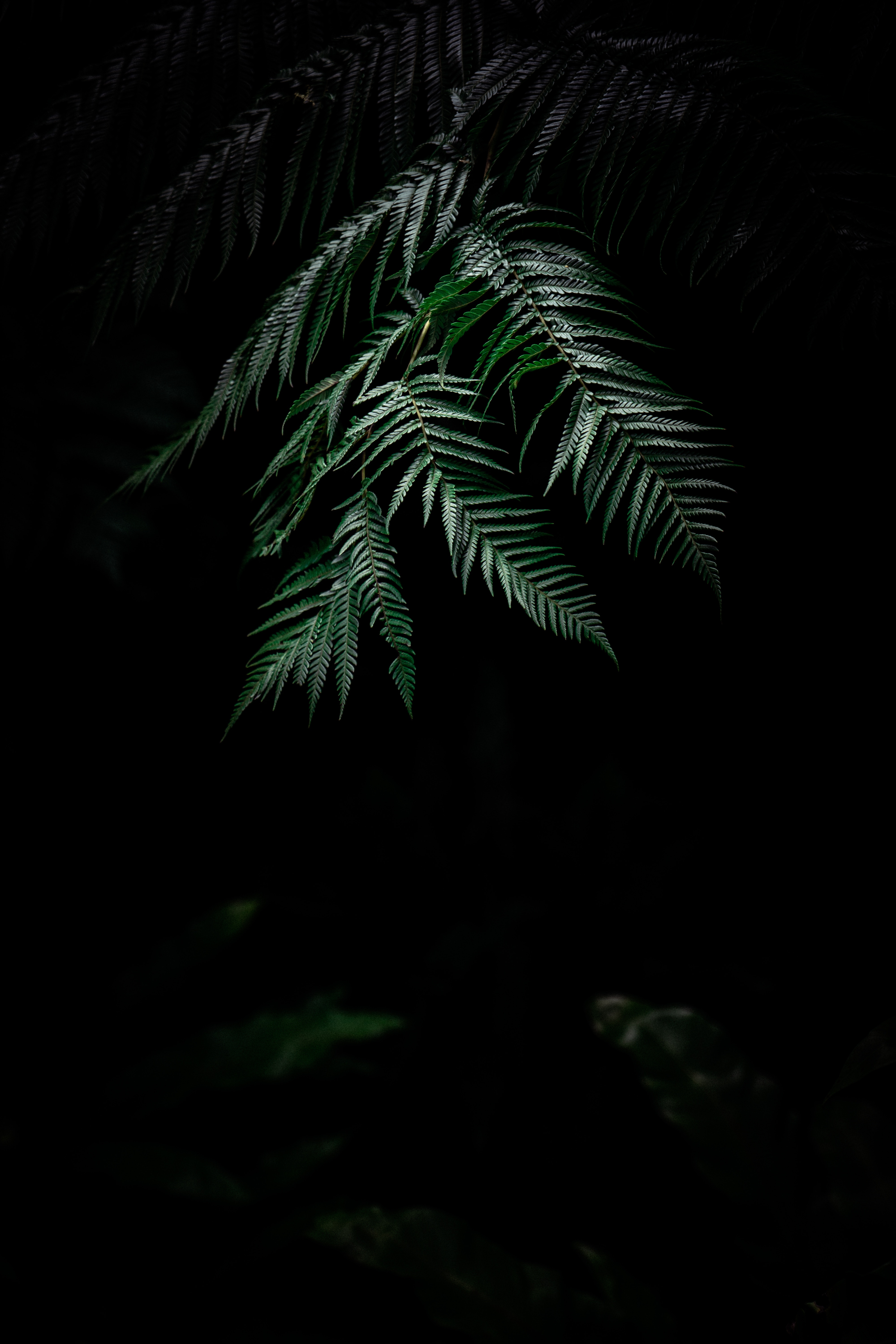 plant, carved, nature, leaves, dark, fern 4K