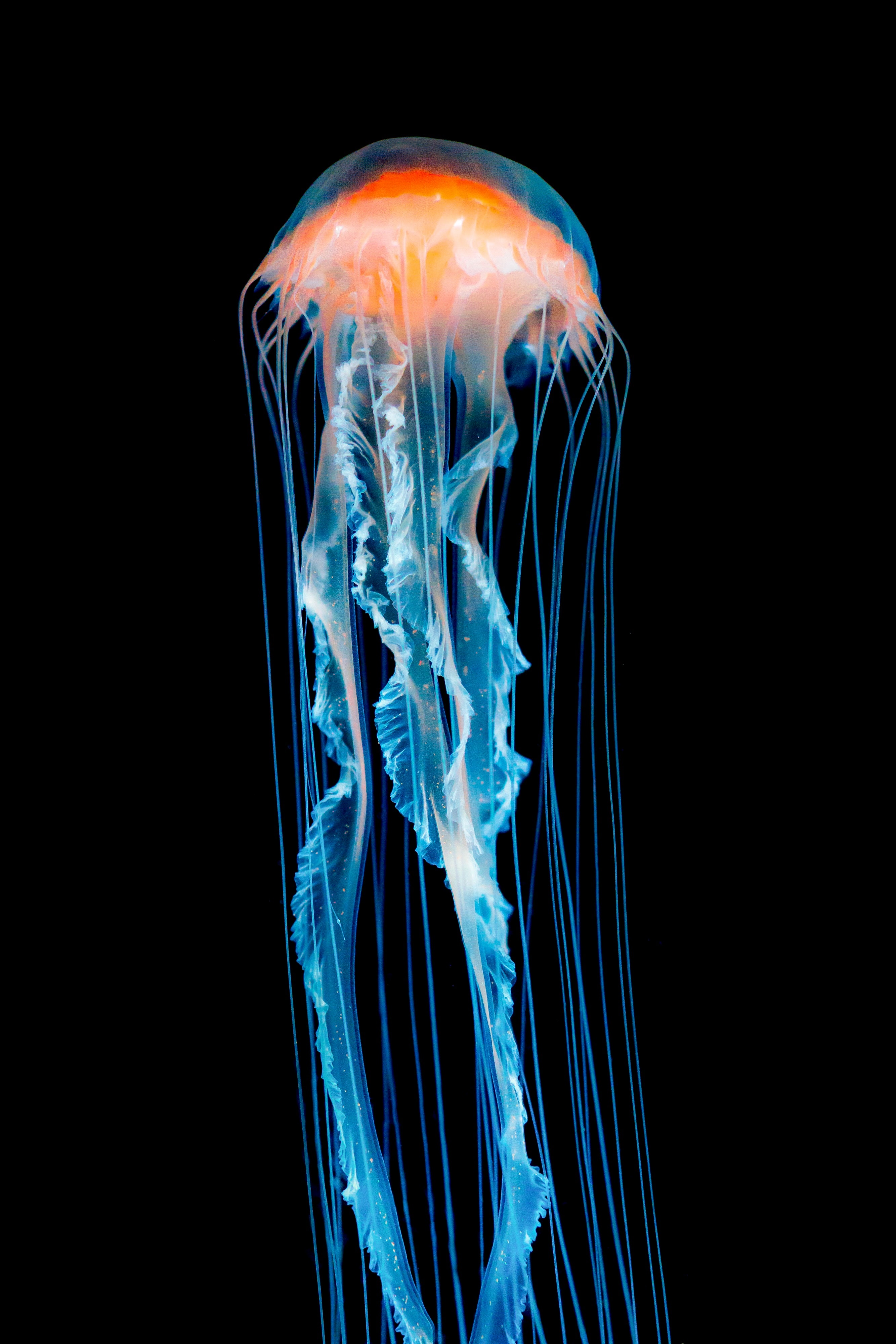 Mobile HD Wallpaper Jellyfish black, animals, tentacle