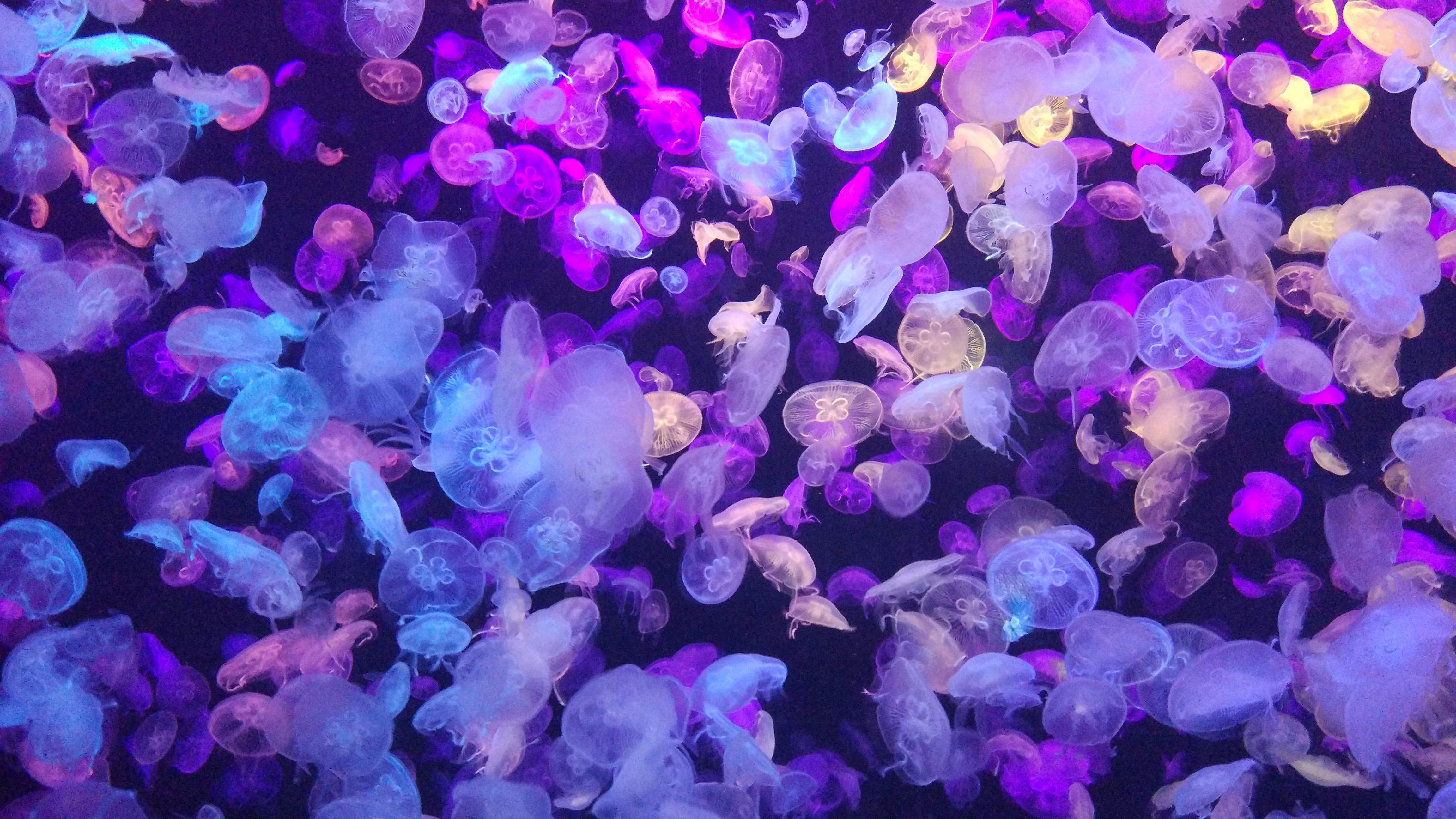Laden Sie das Tiere, Jellyfish, Neon, Glühen, Glow, Unterwasserwelt, Phosphor-Bild kostenlos auf Ihren PC-Desktop herunter