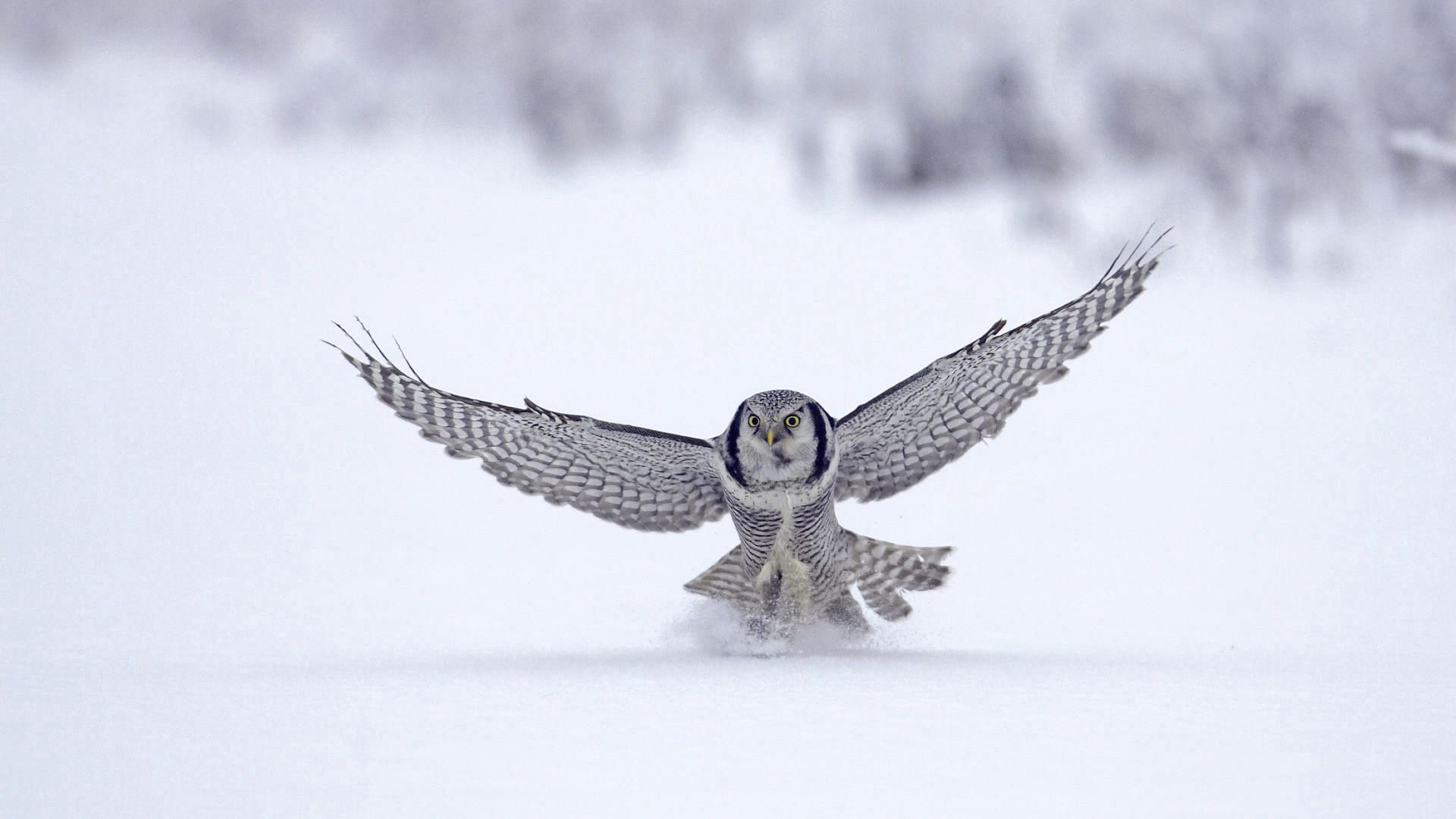 owl, animals, snow, wings, wave, sweep Smartphone Background