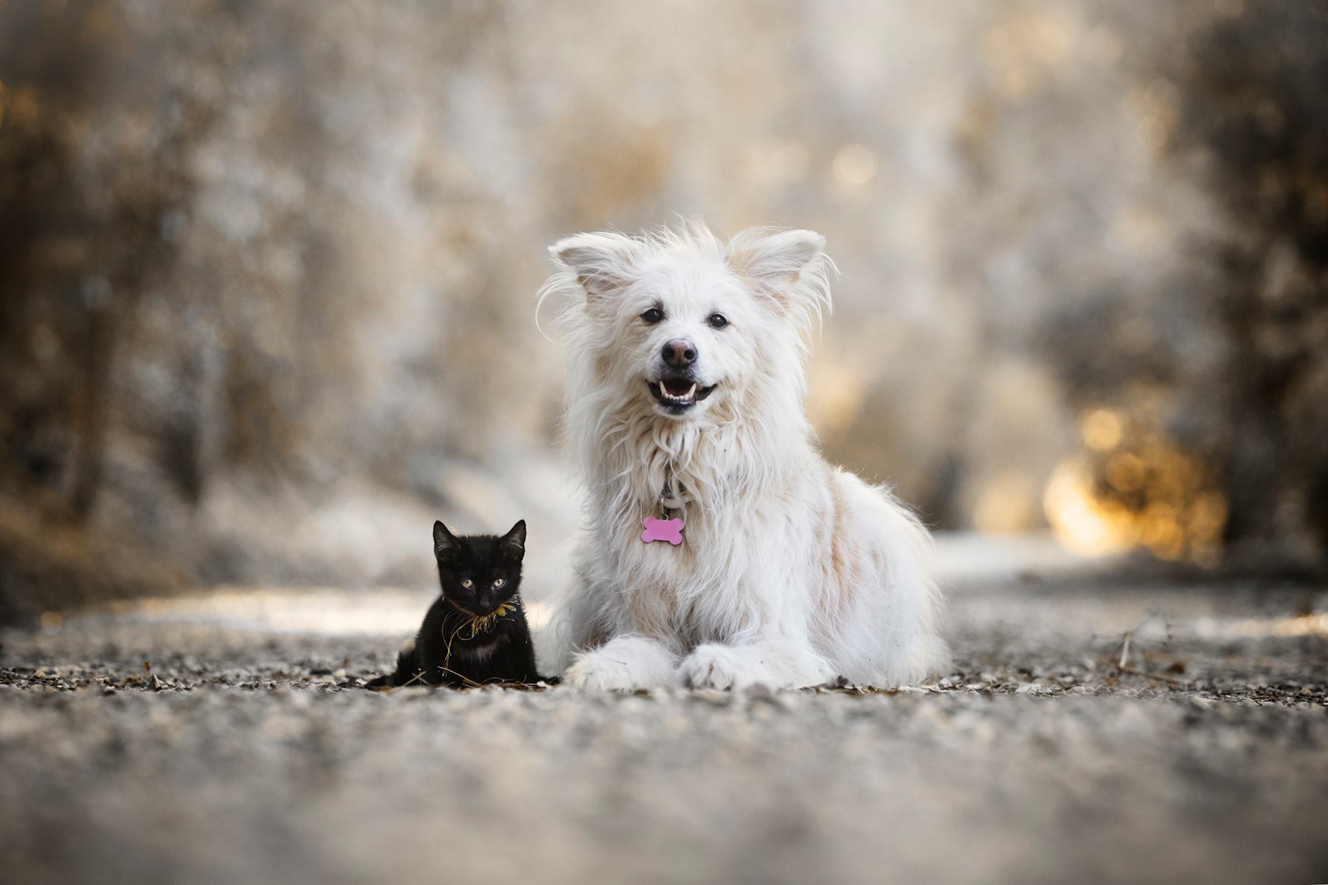 Белые собаки и кошки