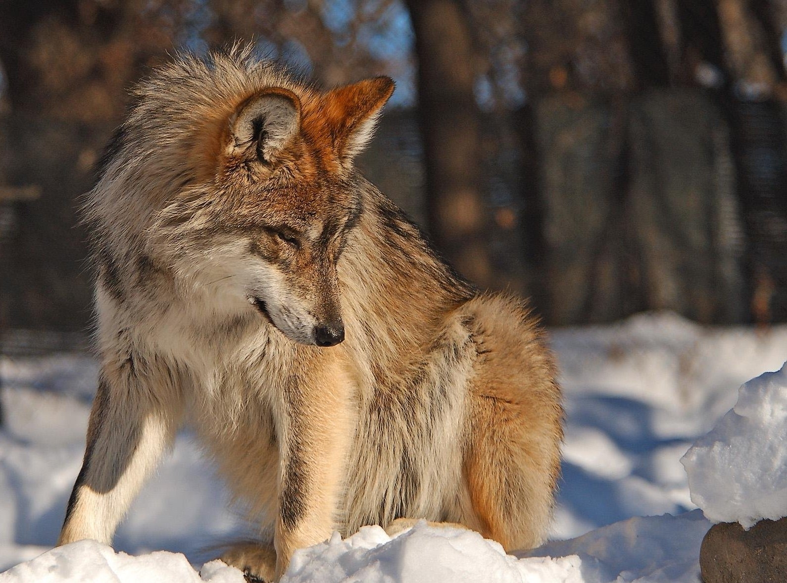 Laden Sie das Tiere, Winter, Schnee, Wolf, Sicht, Meinung-Bild kostenlos auf Ihren PC-Desktop herunter