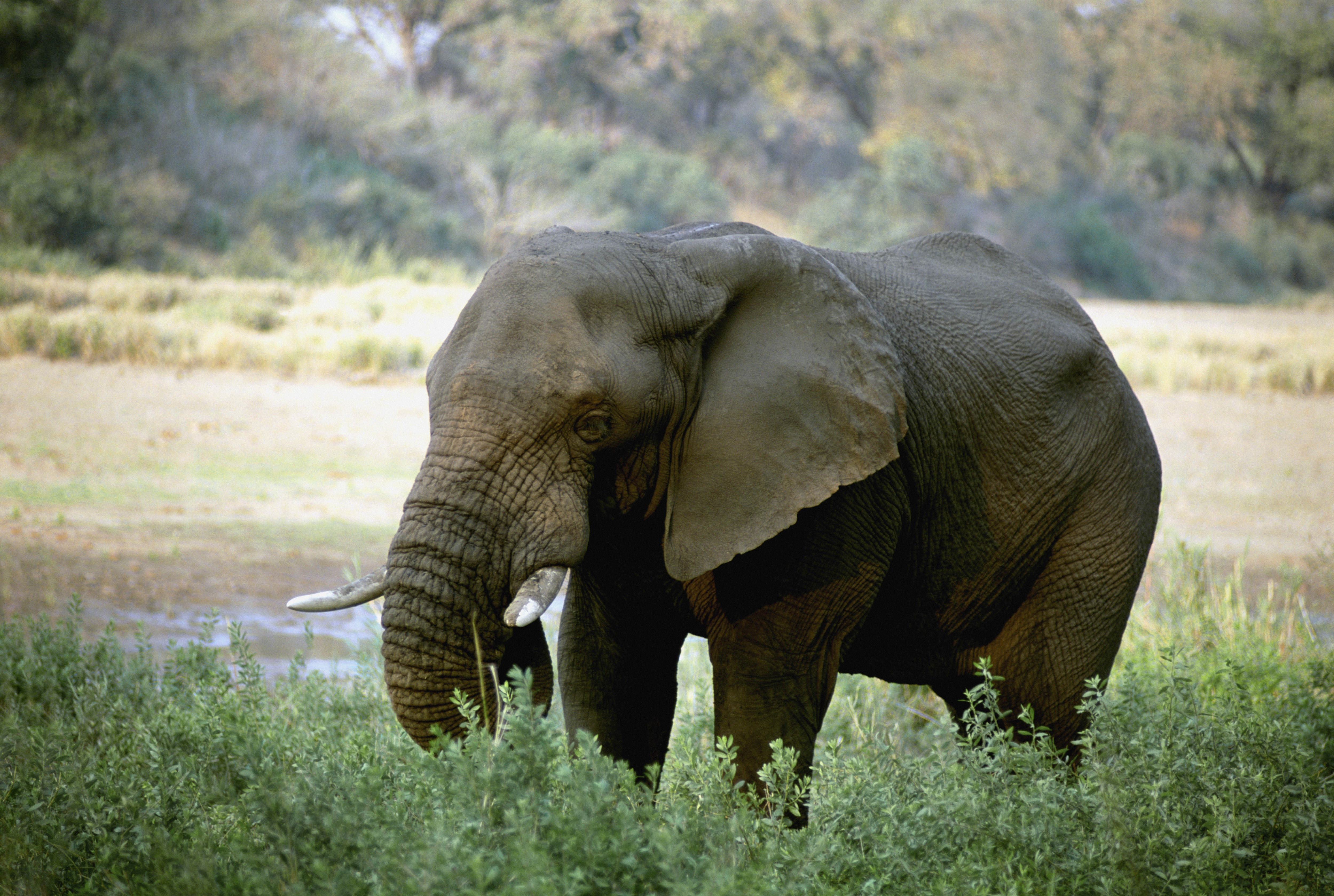 129137 Hintergrundbild herunterladen tiere, elefant, elefanten, afrika, stoßzähne - Bildschirmschoner und Bilder kostenlos